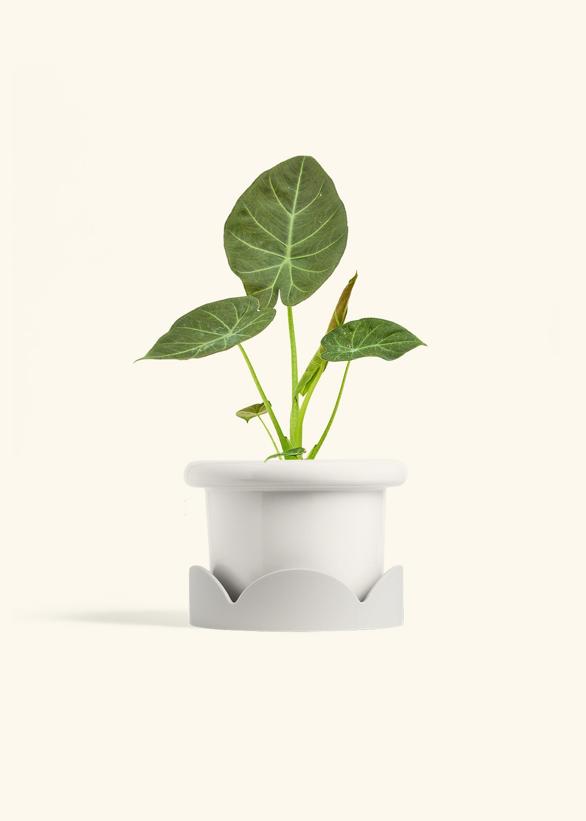 Alocasia Regal Shields in a 6 inches Fat Lip White Planter in a Oat Petal Drip Tray
