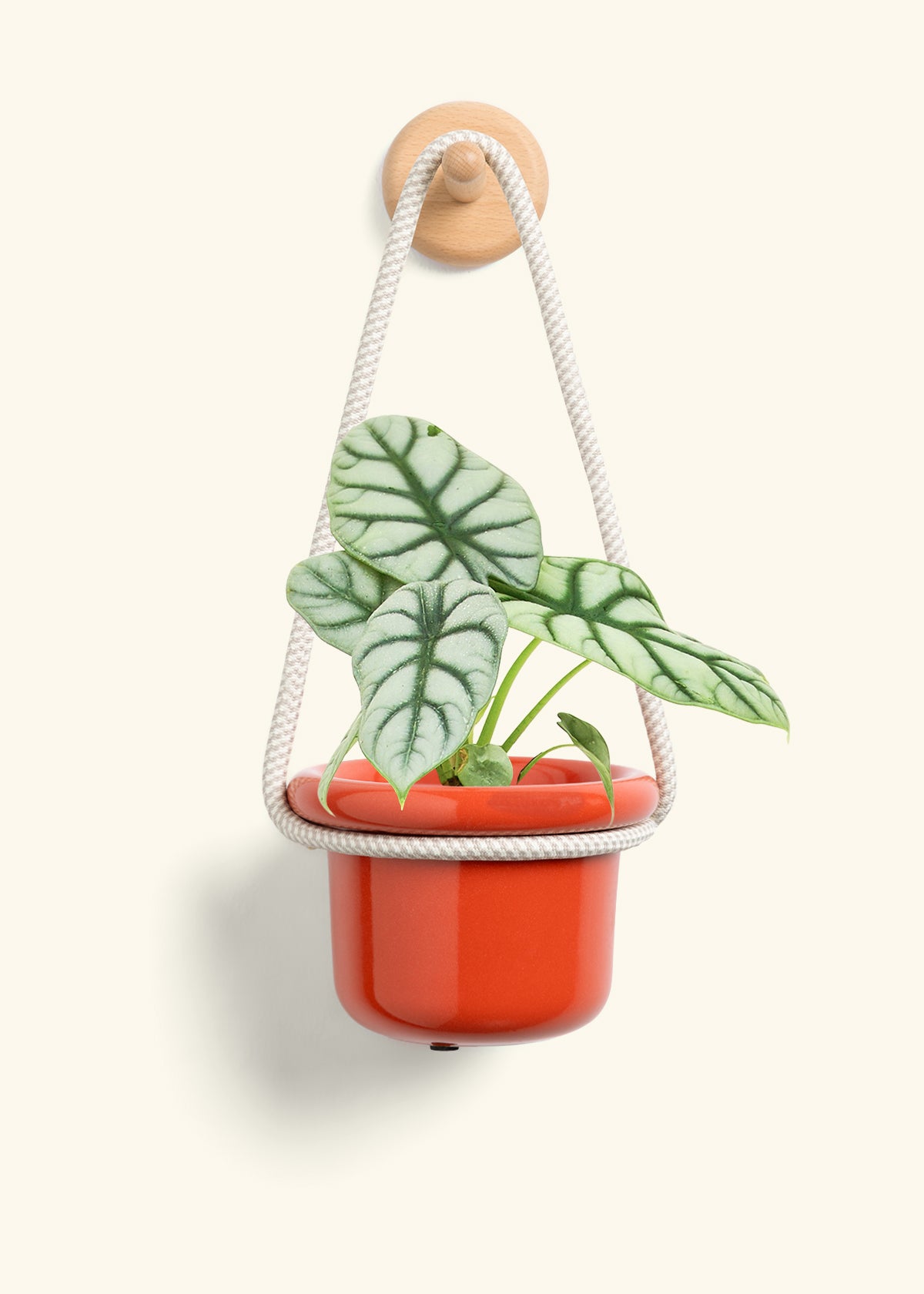 Alocasia 'Silver Dragon', Small