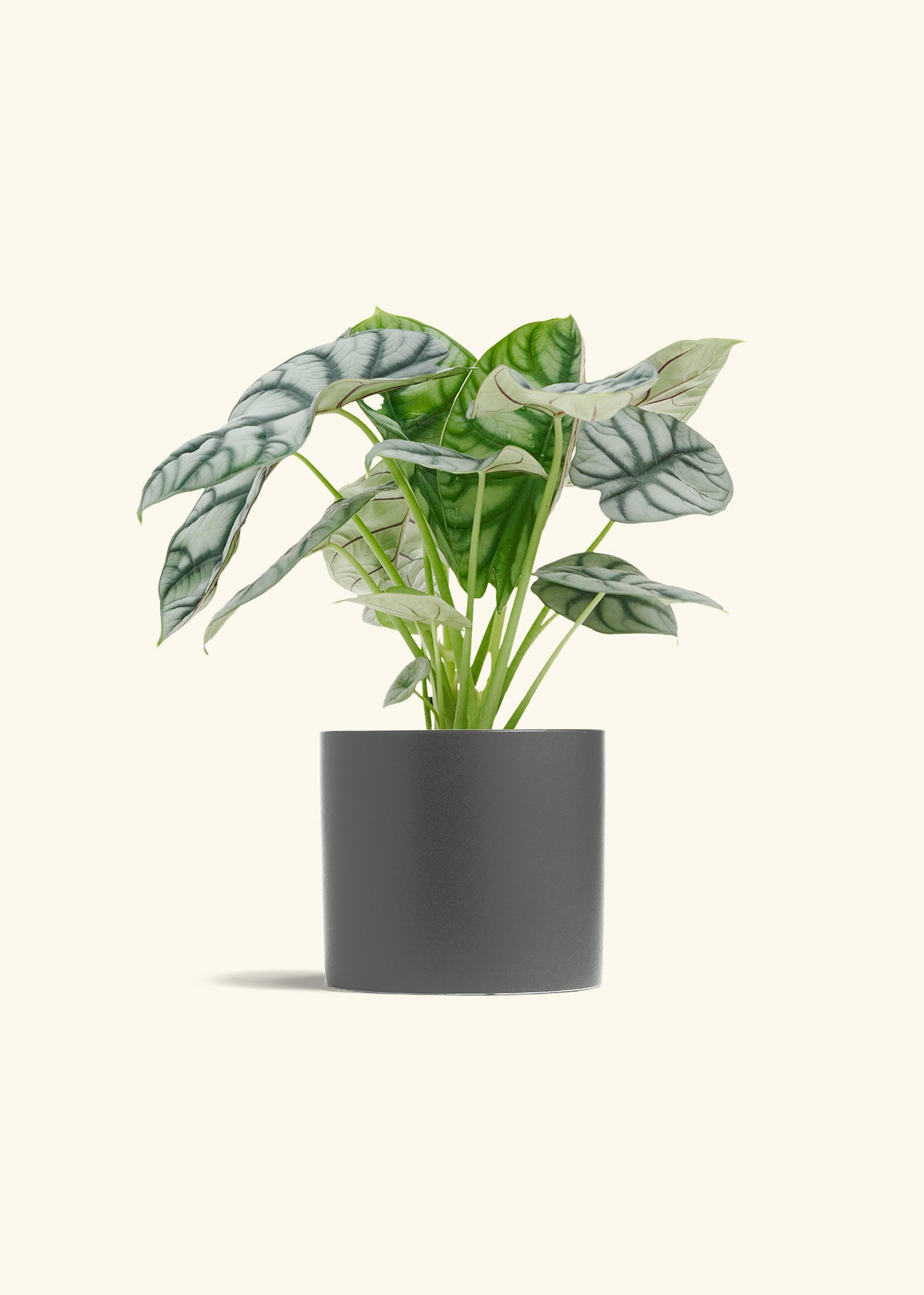 Alocasia Silver Dragon in a 6 inches Charcoal Classic Cylinder Planter