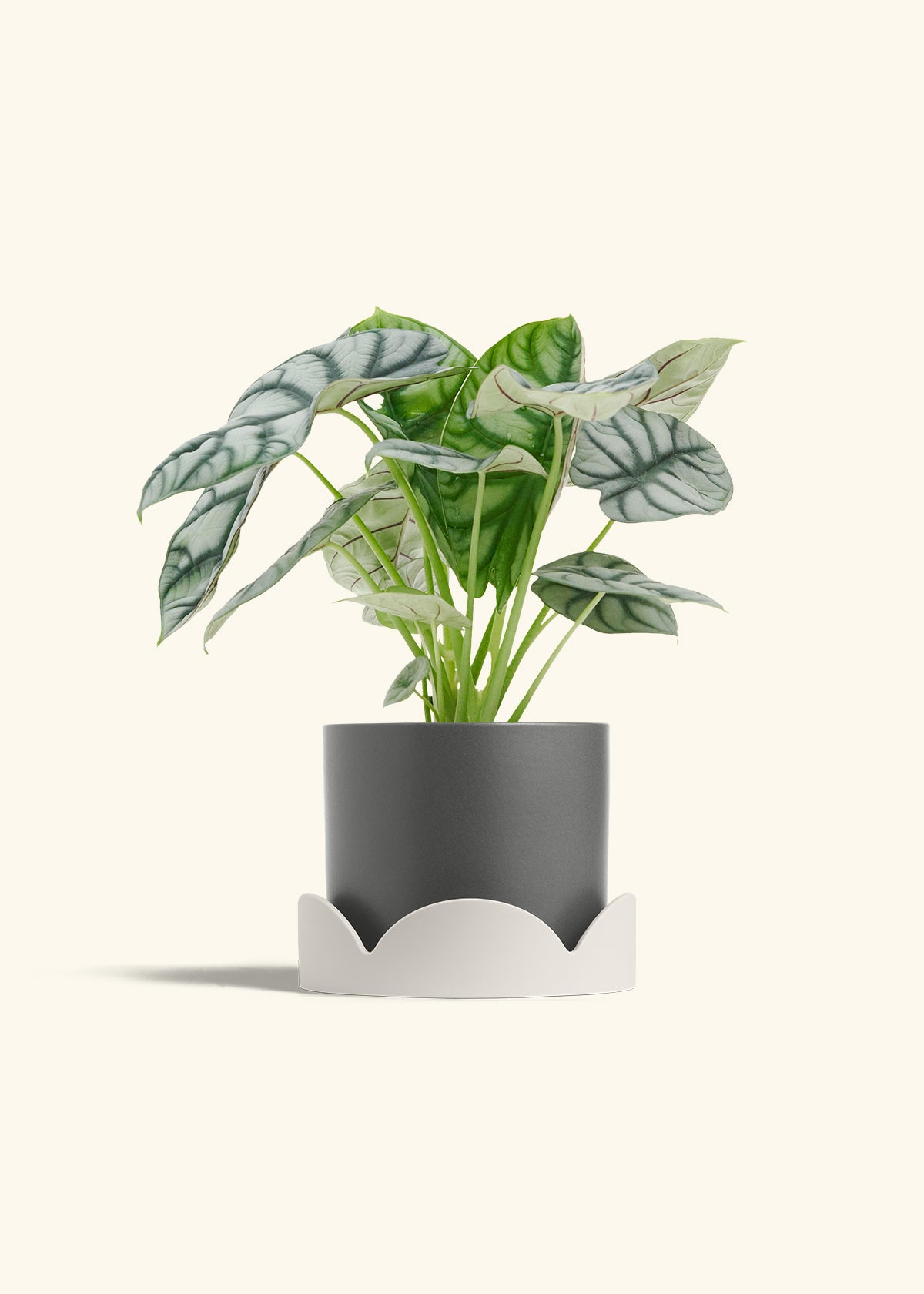 Alocasia Silver Dragon in a 6 inches Charcoal Classic Cylinder Planter in a Oat Petal Drip Tray
