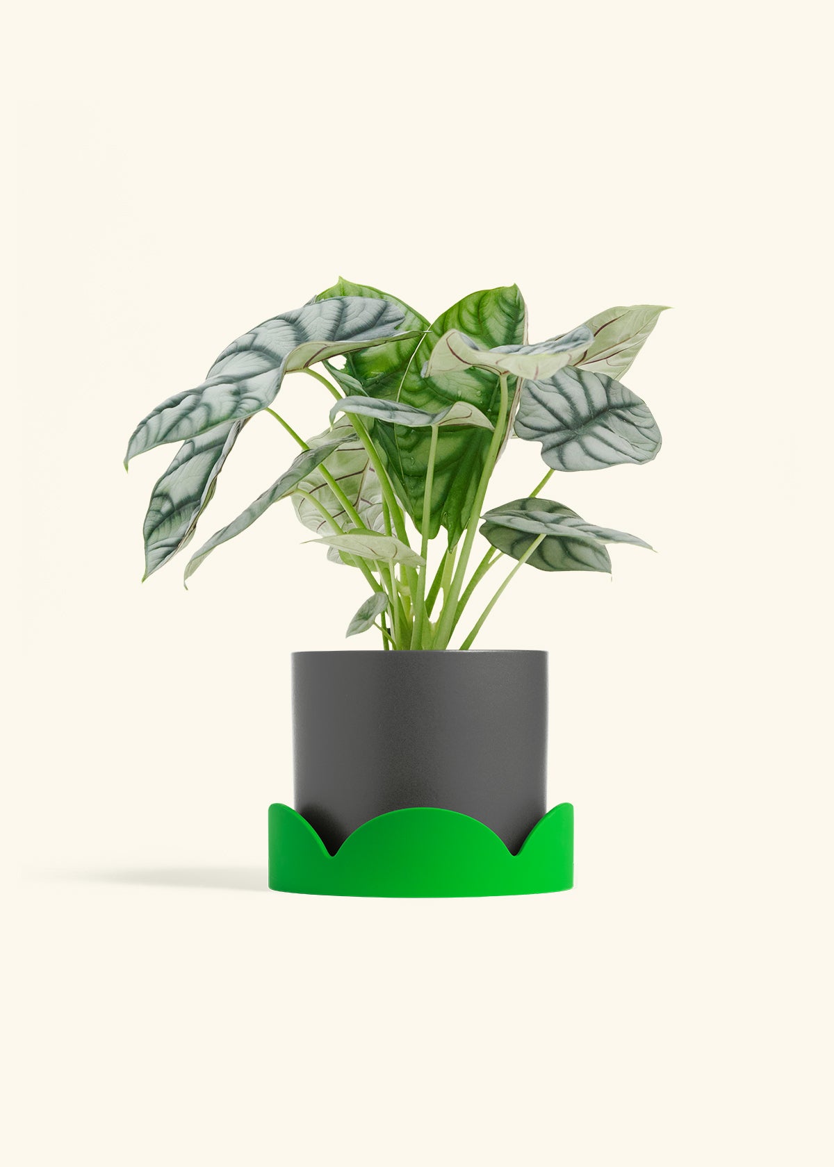 Alocasia Silver Dragon in a 6 inches Charcoal Classic Cylinder Planter in a Shamrock Petal Drip Tray