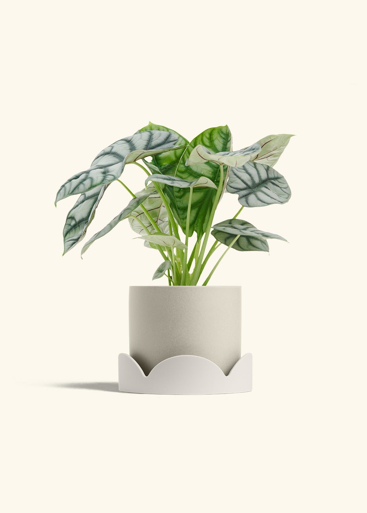 Alocasia Silver Dragon in a 6 inches Oat Classic Cylinder Planter in a Oat Petal Drip Tray