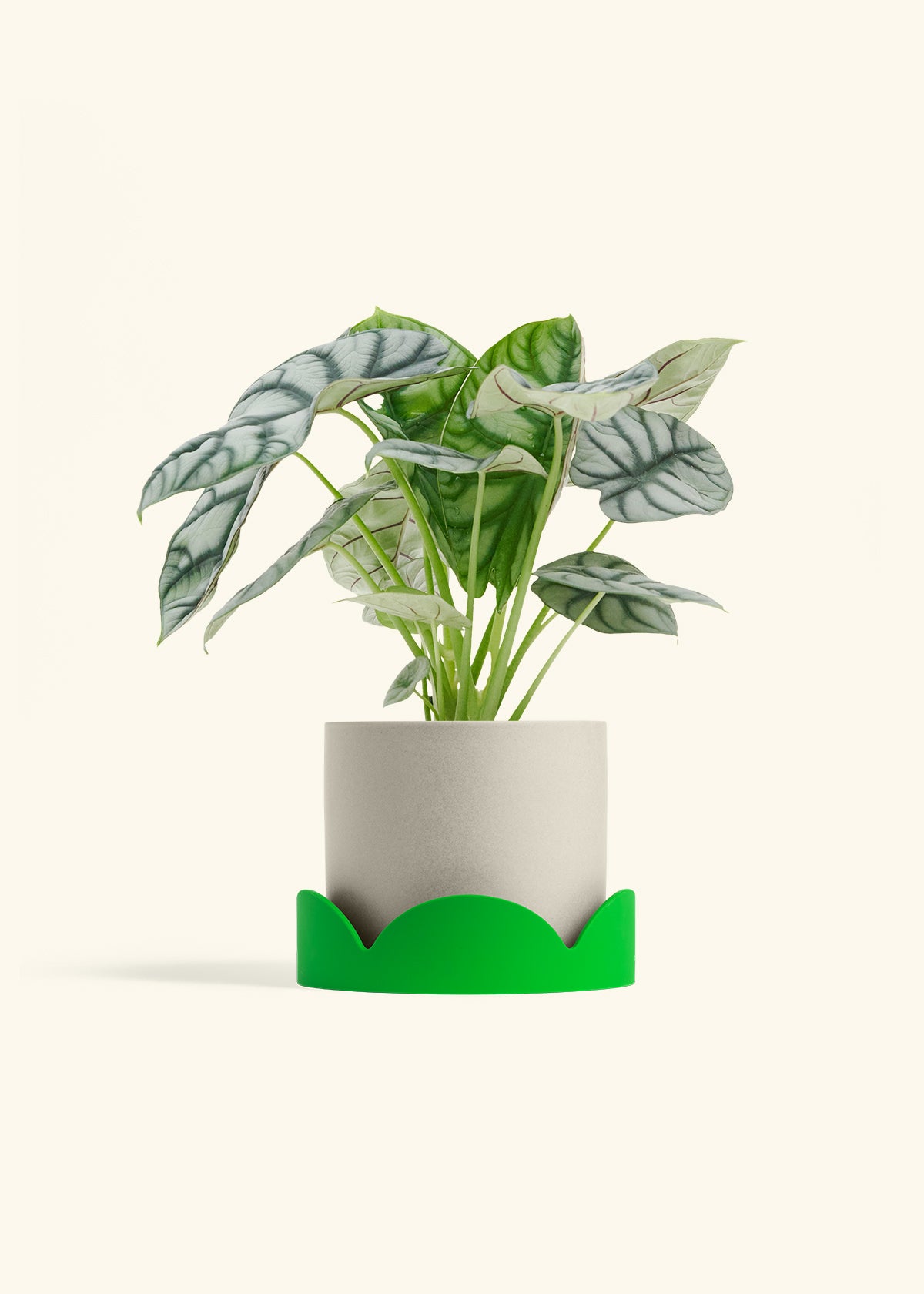 Alocasia Silver Dragon in a 6 inches Oat Classic Cylinder Planter in a Shamrock Petal Drip Tray