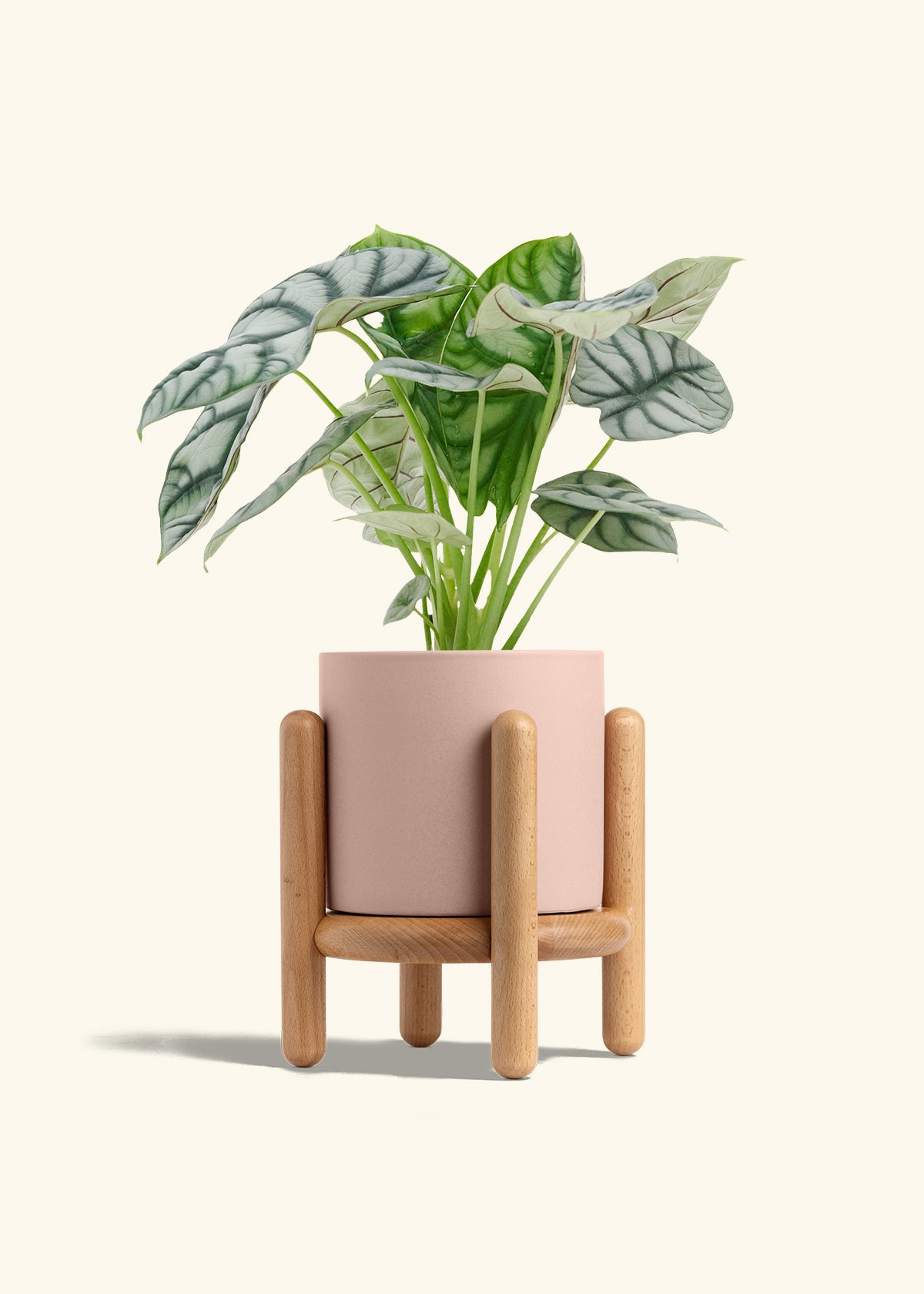 Alocasia Silver Dragon in a 6 inches Pink Classic Cylinder Planter in a Beech Wood Stand