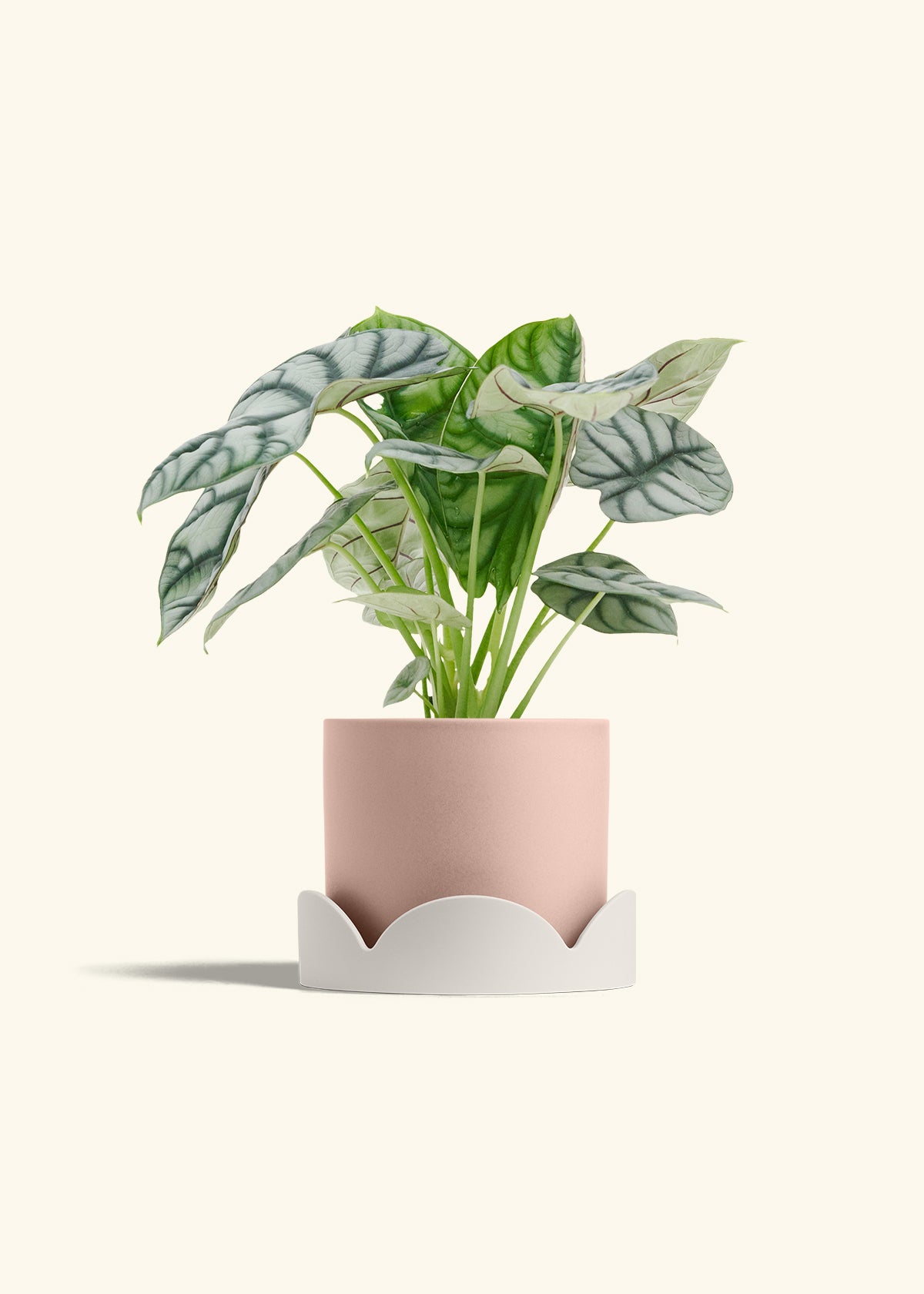 Alocasia Silver Dragon in a 6 inches Pink Classic Cylinder Planter in a Oat Petal Drip Tray