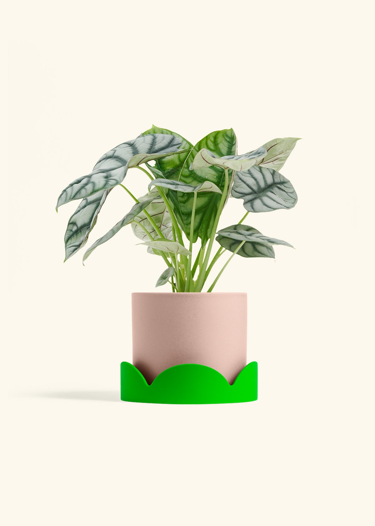 Alocasia Silver Dragon in a 6 inches Pink Classic Cylinder Planter in a Shamrock Petal Drip Tray