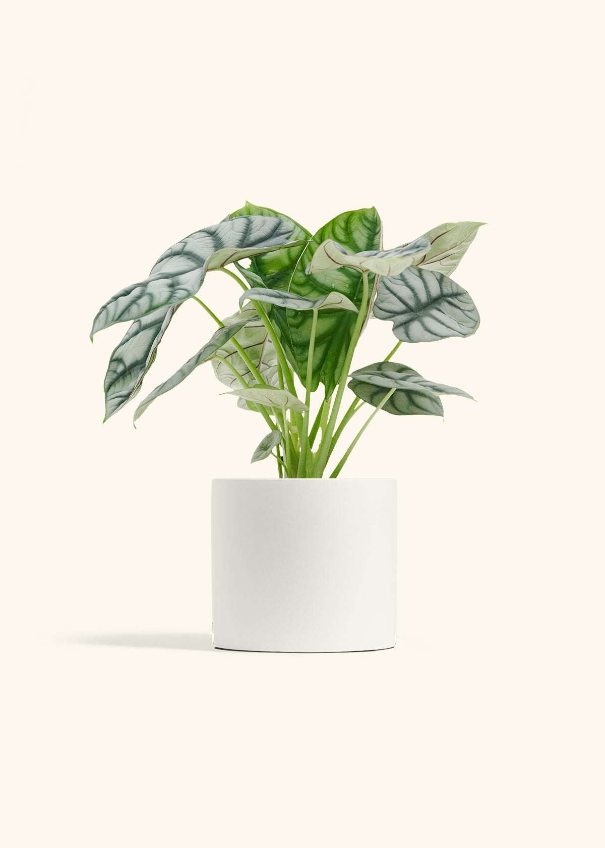 Alocasia Silver Dragon in a 6 inches White Classic Cylinder Planter