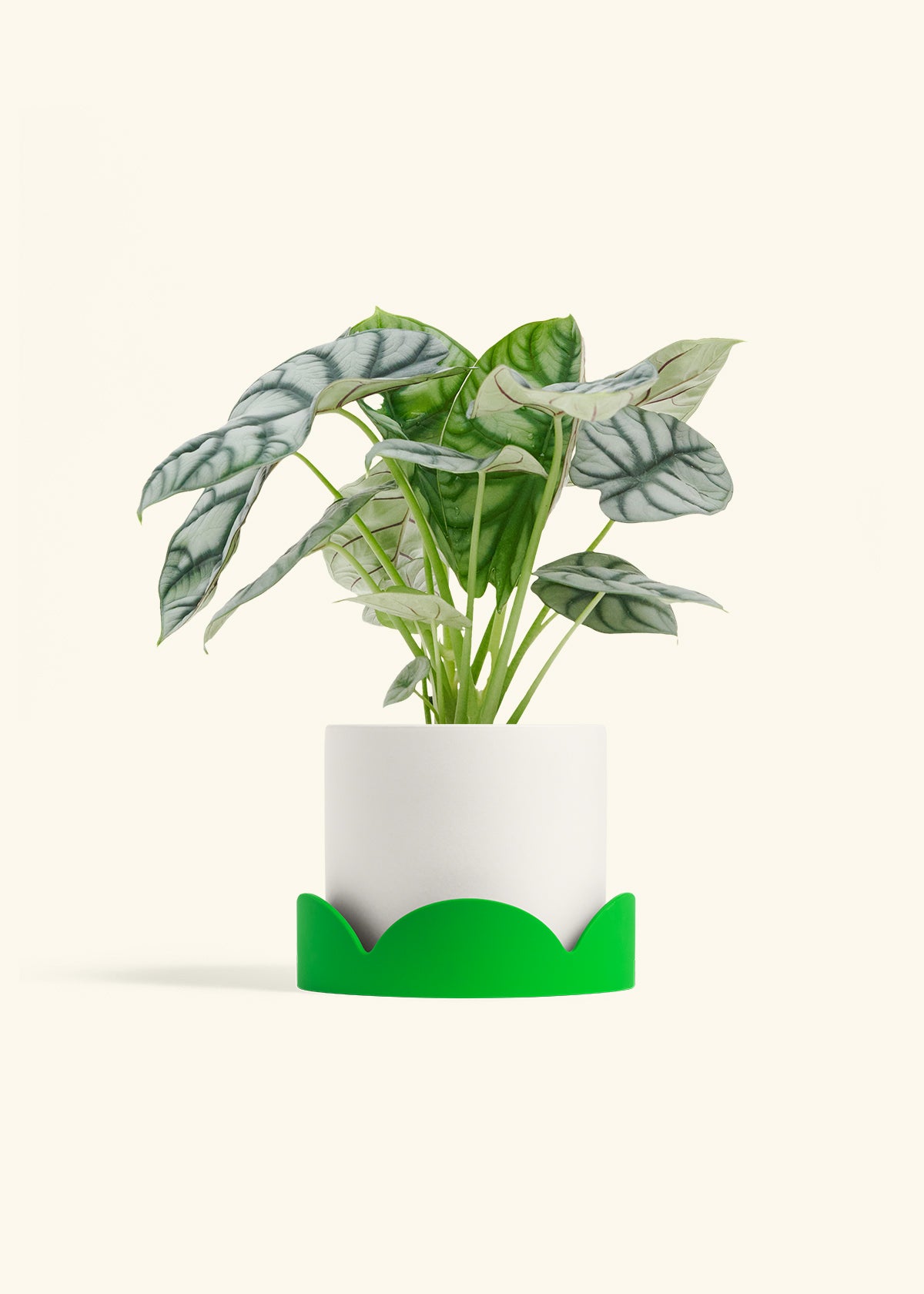 Alocasia Silver Dragon in a 6 inches White Classic Cylinder Planter in a Shamrock Petal Drip Tray
