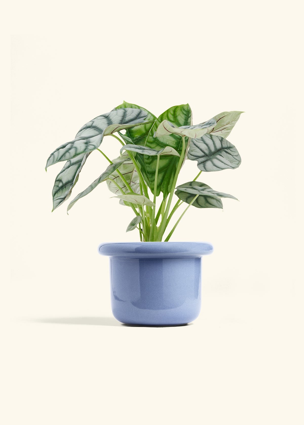 Alocasia Silver Dragon in a 6 inches Fat Lip Blue Planter
