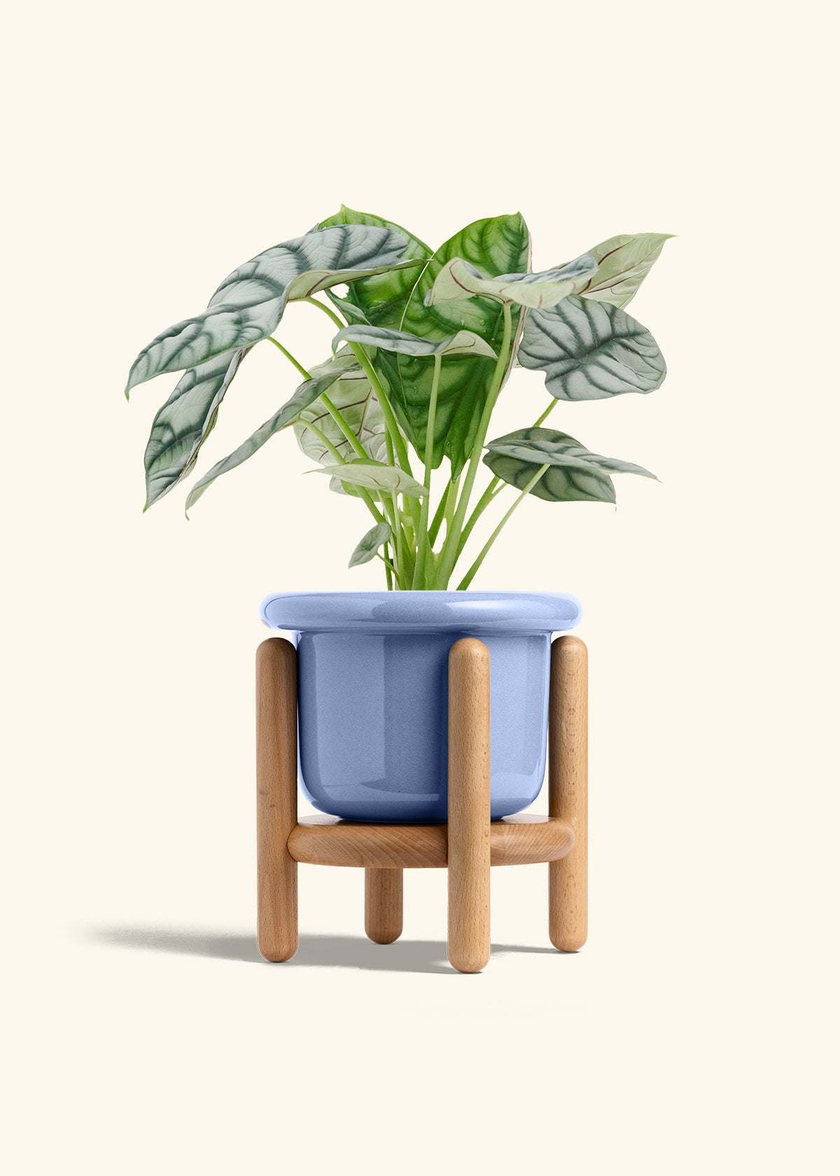 Alocasia Silver Dragon in a 6 inches Fat Lip Blue Planter in a Beech Wood Stand
