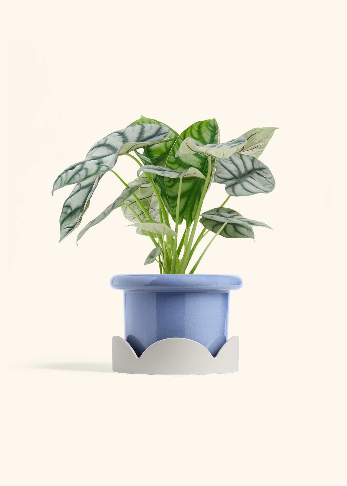 Alocasia Silver Dragon in a 6 inches Fat Lip Blue Planter in a Oat Petal Drip Tray