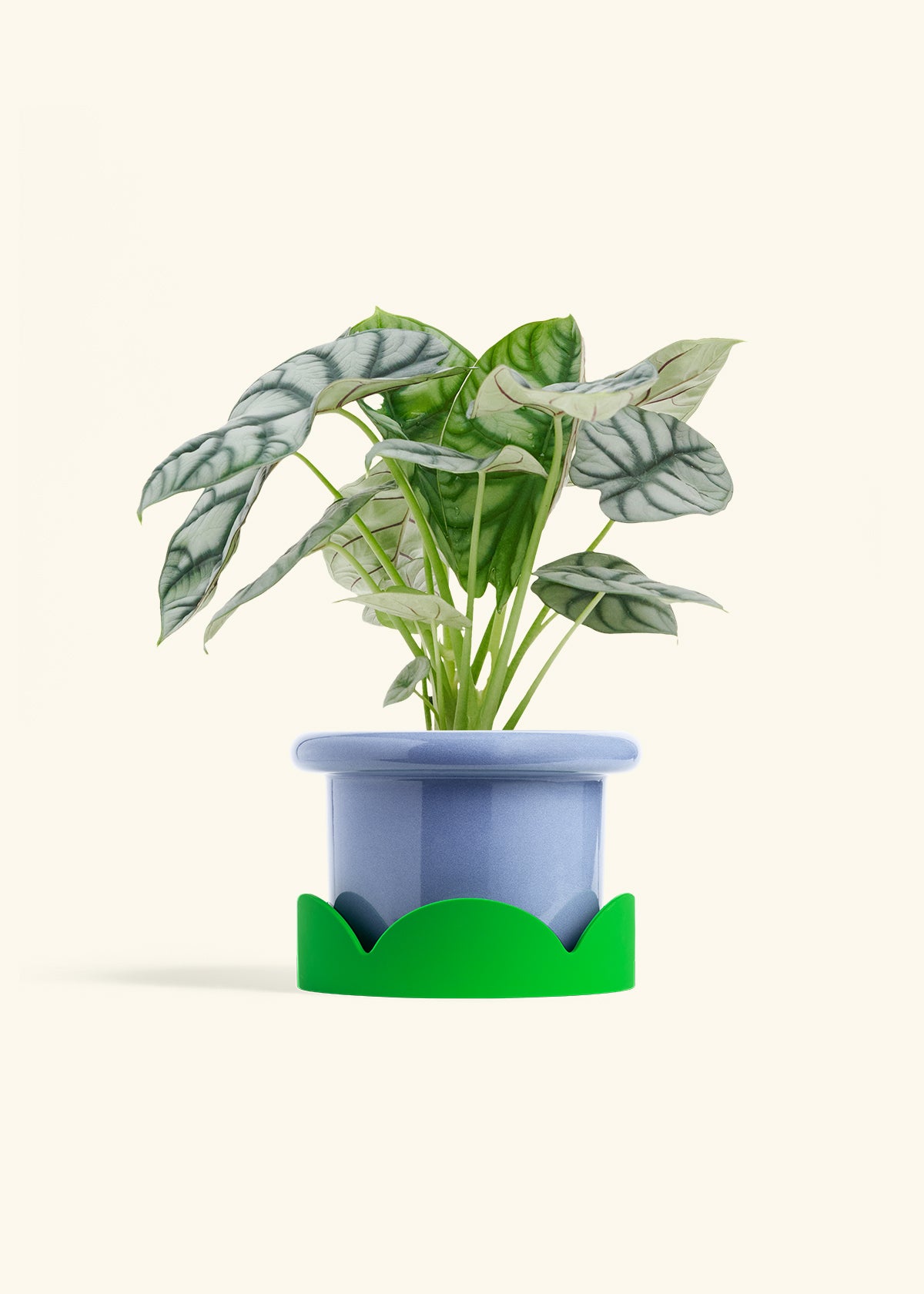 Alocasia Silver Dragon in a 6 inches Fat Lip Blue Planter in a Shamrock Petal Drip Tray