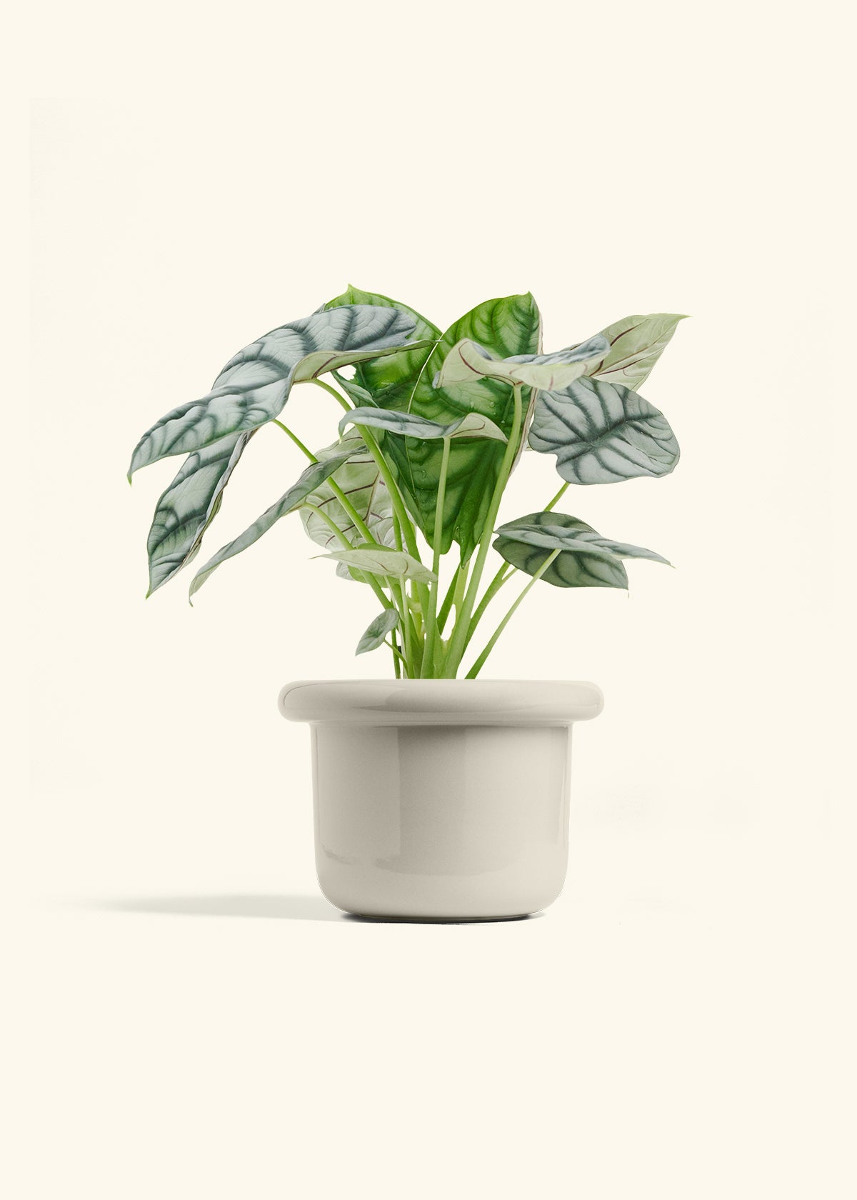 Alocasia Silver Dragon in a 6 inches Fat Lip Oat Planter