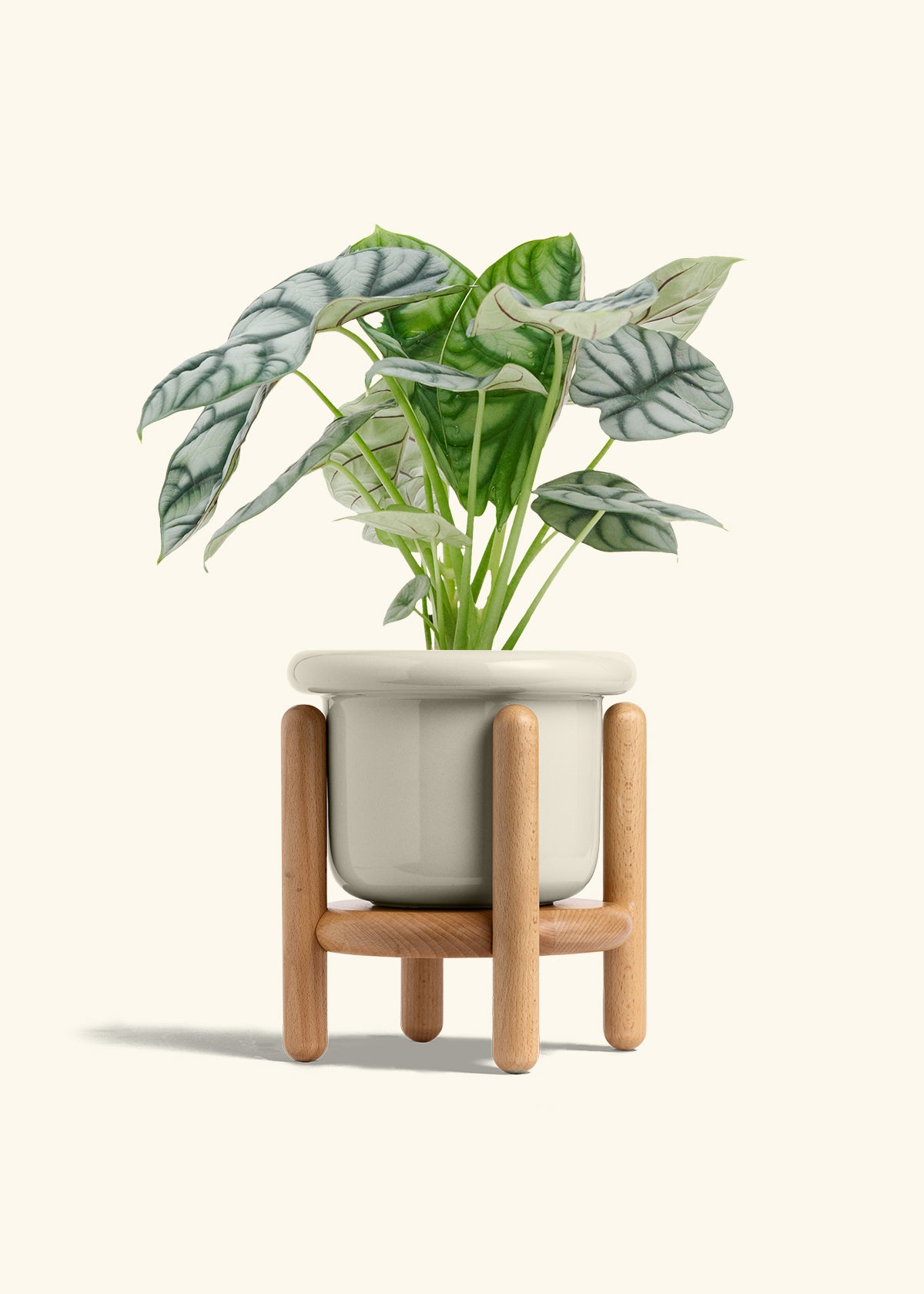 Alocasia Silver Dragon in a 6 inches Fat Lip Oat Planter in a Beech Wood Stand