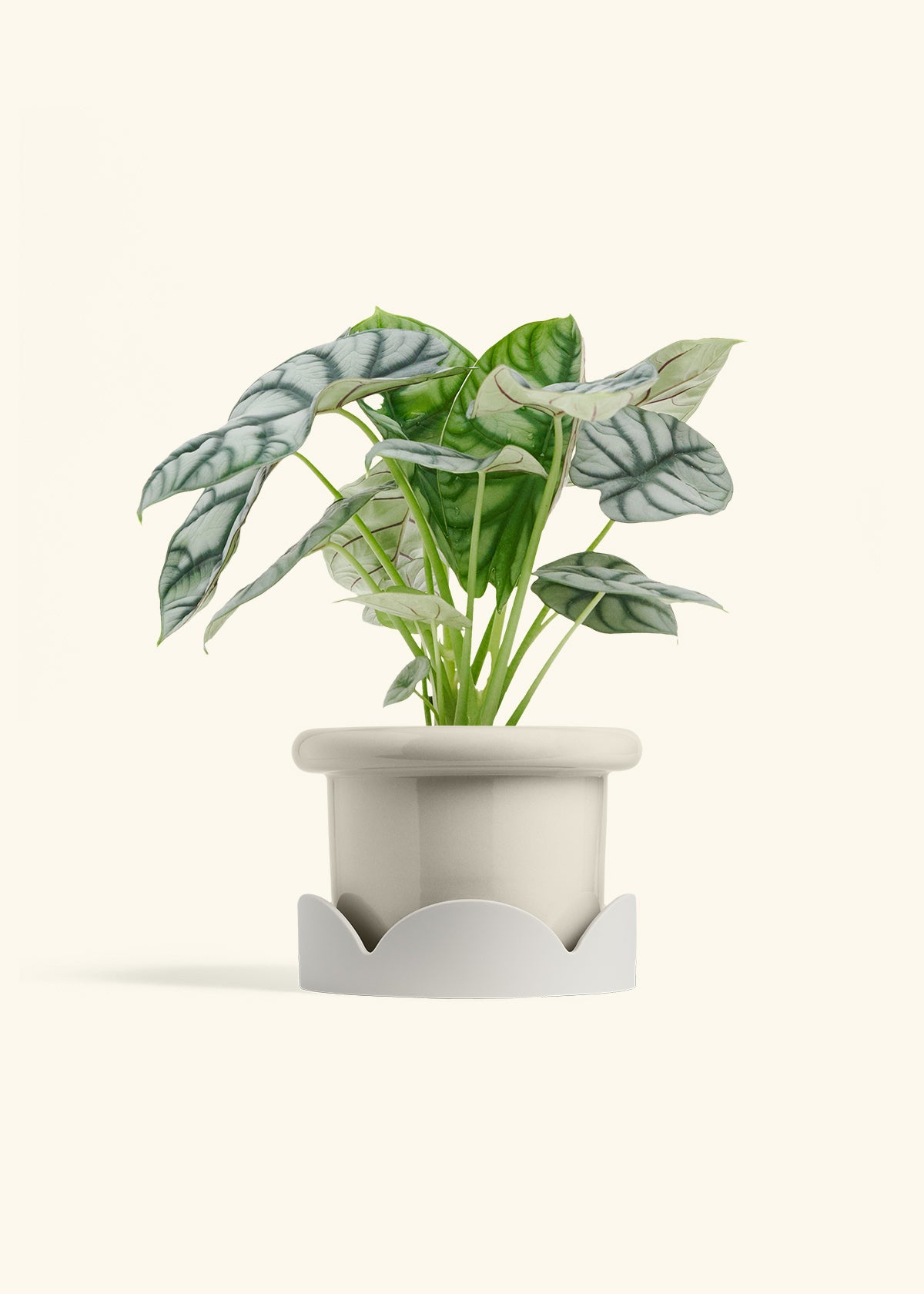 Alocasia Silver Dragon in a 6 inches Fat Lip Oat Planter in a Oat Petal Drip Tray
