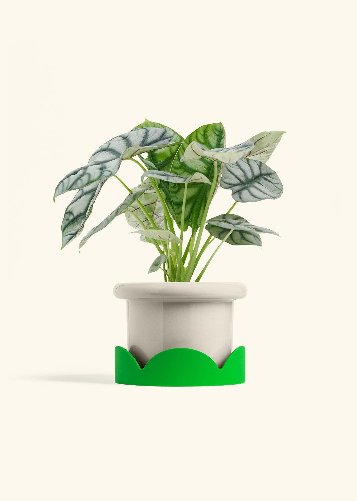 Alocasia Silver Dragon in a 6 inches Fat Lip Oat Planter in a Shamrock Petal Drip Tray