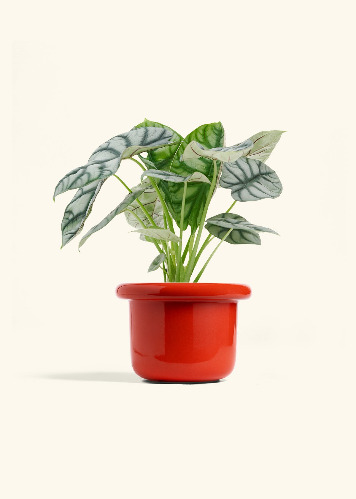 Alocasia Silver Dragon in a 6 inches Fat Lip Red Planter