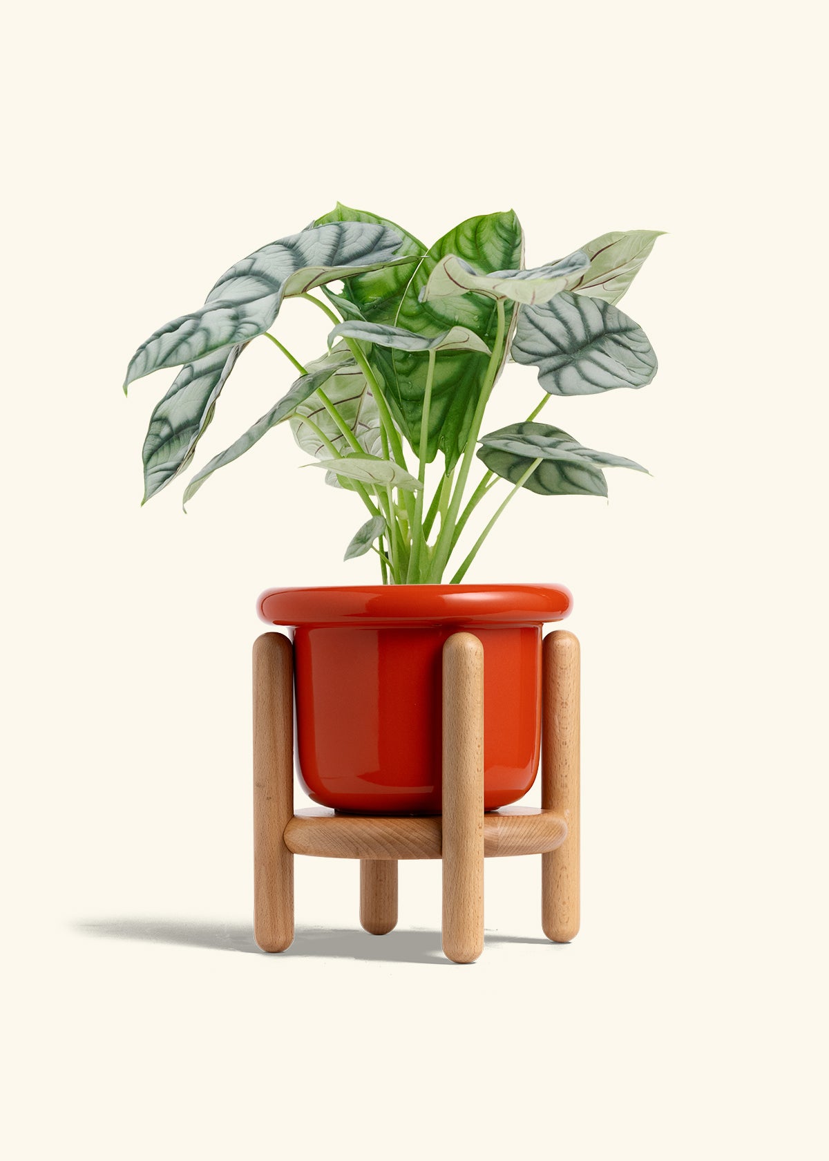 Alocasia Silver Dragon in a 6 inches Fat Lip Red Planter in a Beech Wood Stand