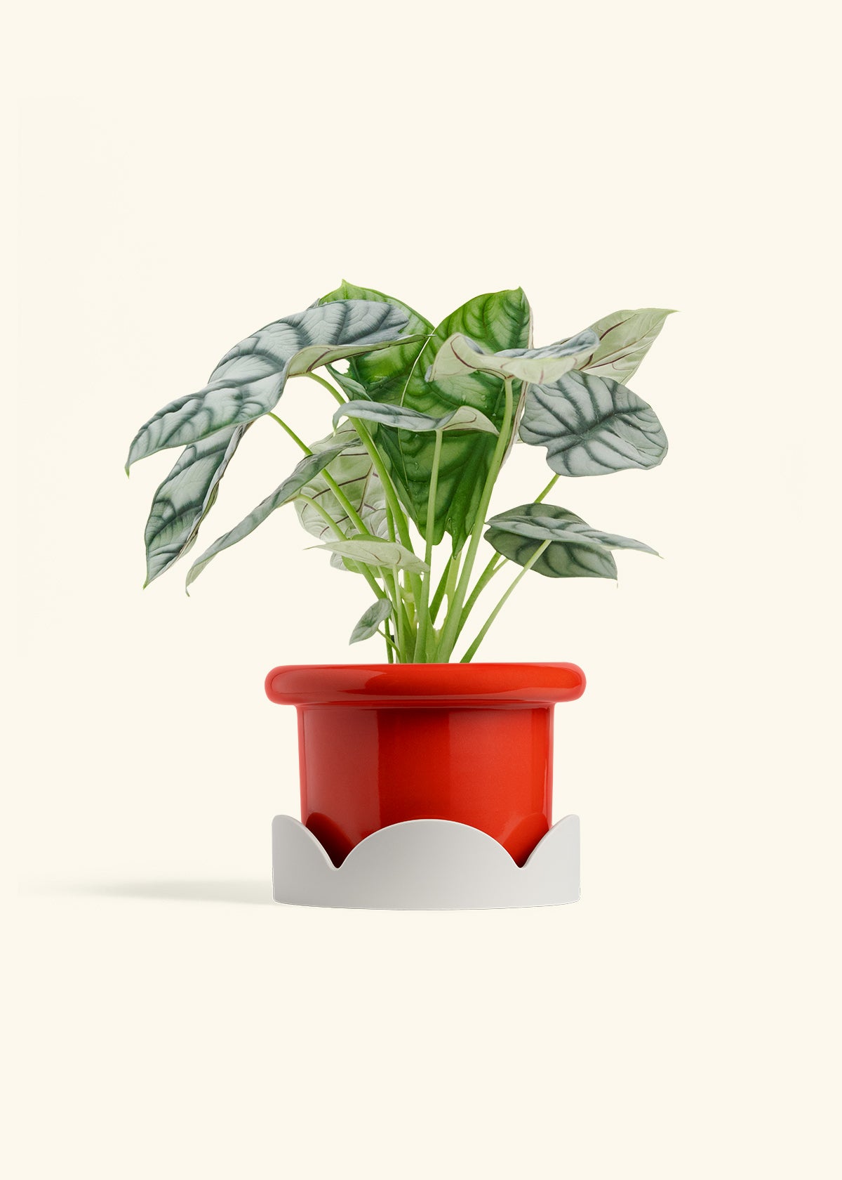 Alocasia Silver Dragon in a 6 inches Fat Lip Red Planter in a Oat Petal Drip Tray