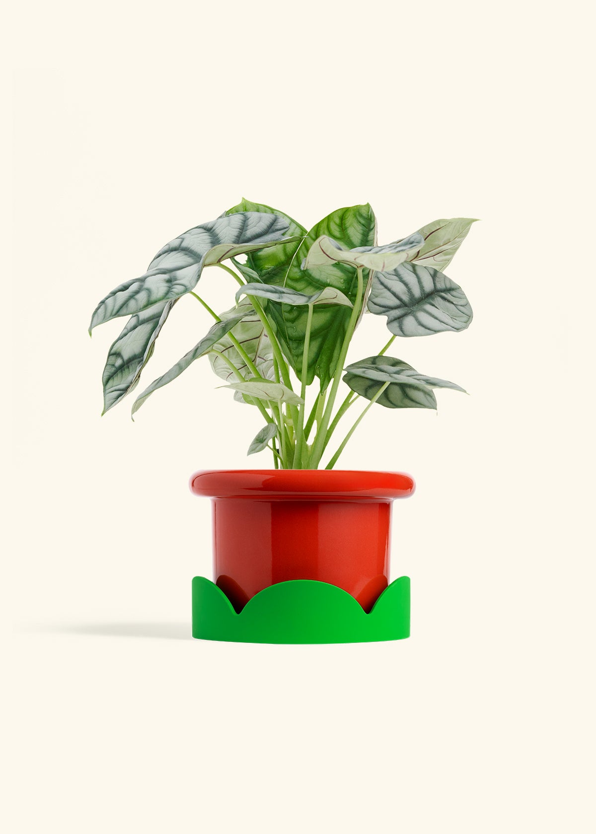 Alocasia Silver Dragon in a 6 inches Fat Lip Red Planter in a Shamrock Petal Drip Tray