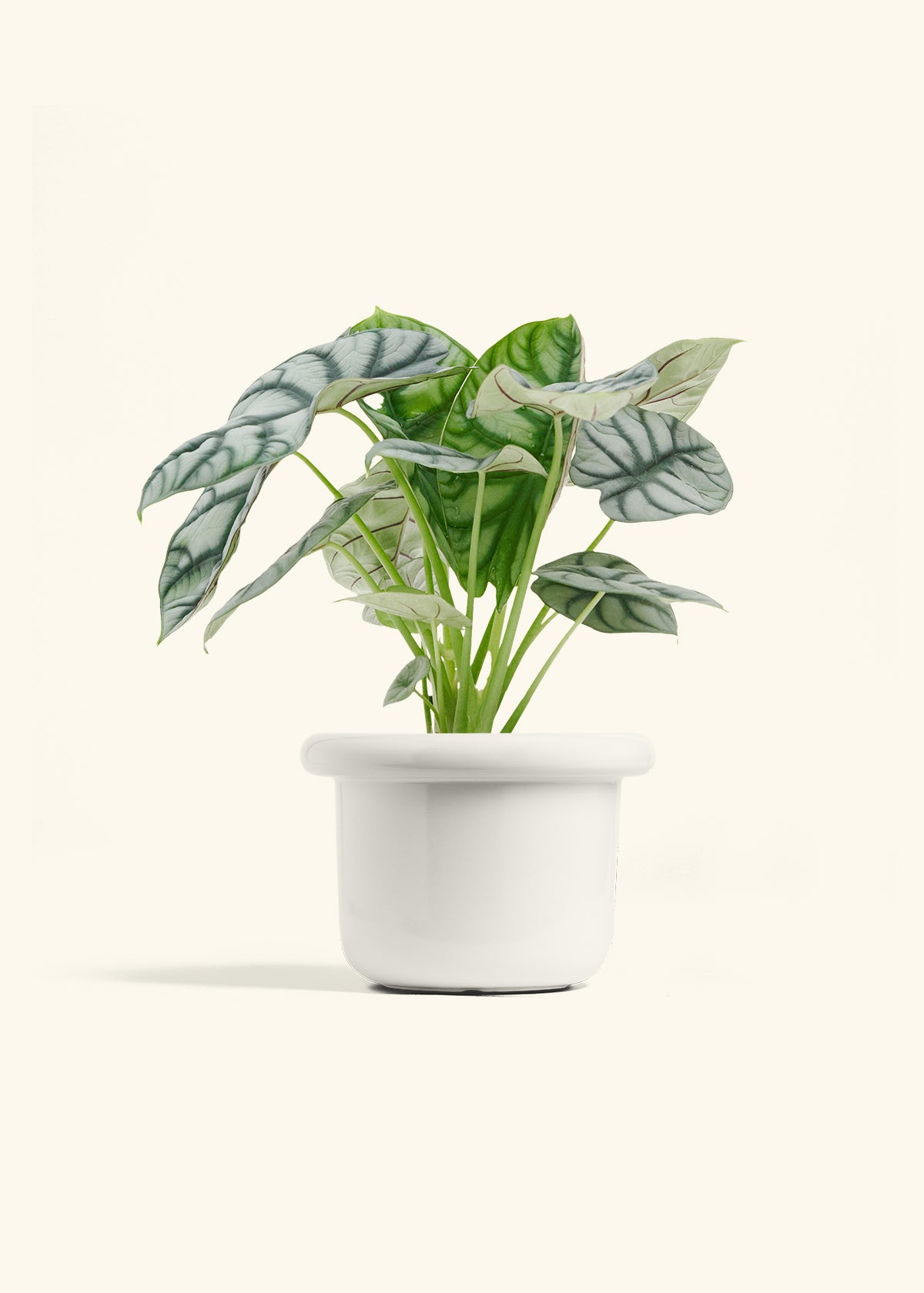 Alocasia Silver Dragon in a 6 inches Fat Lip White Planter