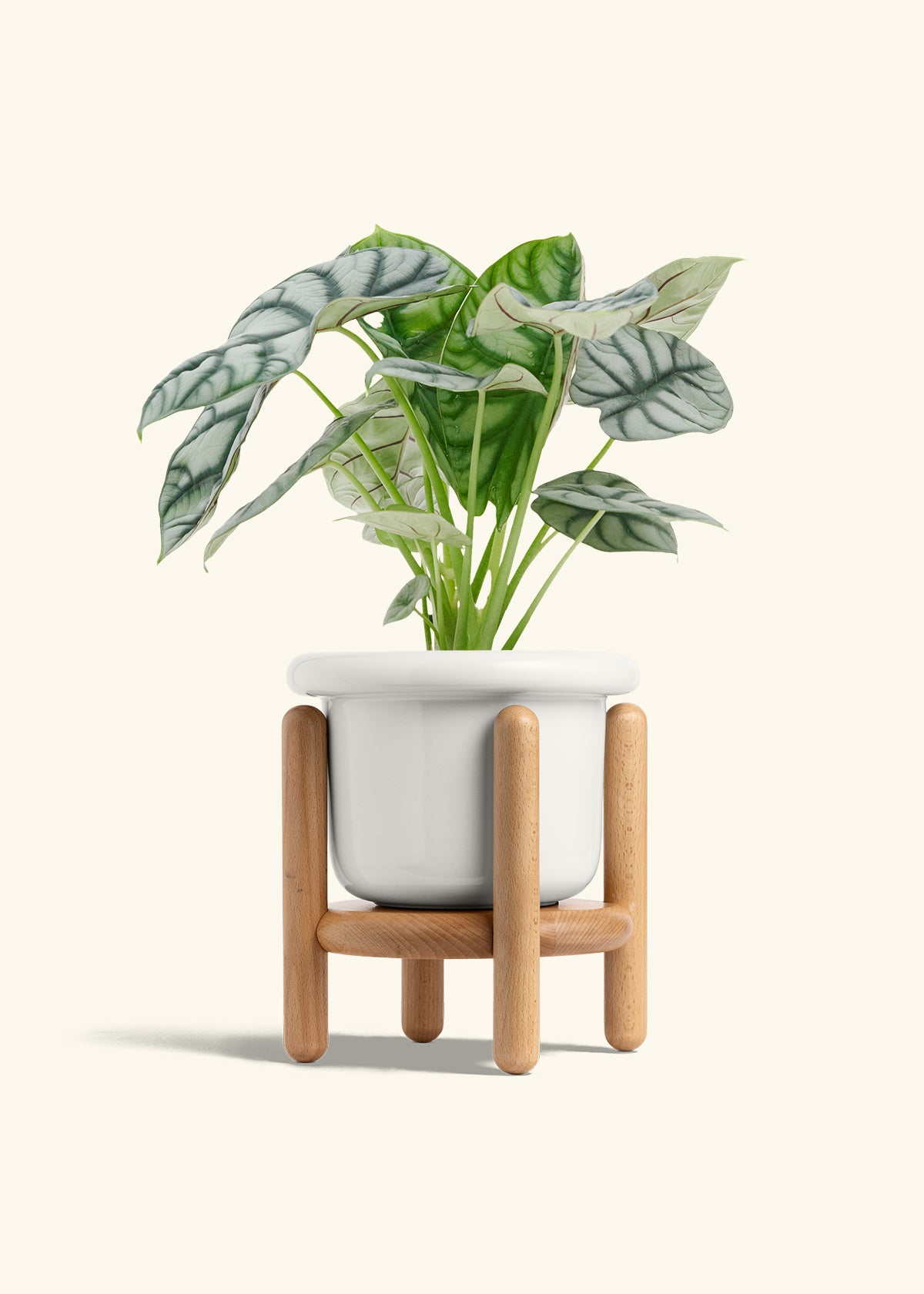Alocasia Silver Dragon in a 6 inches Fat Lip White Planter in a Beech Wood Stand