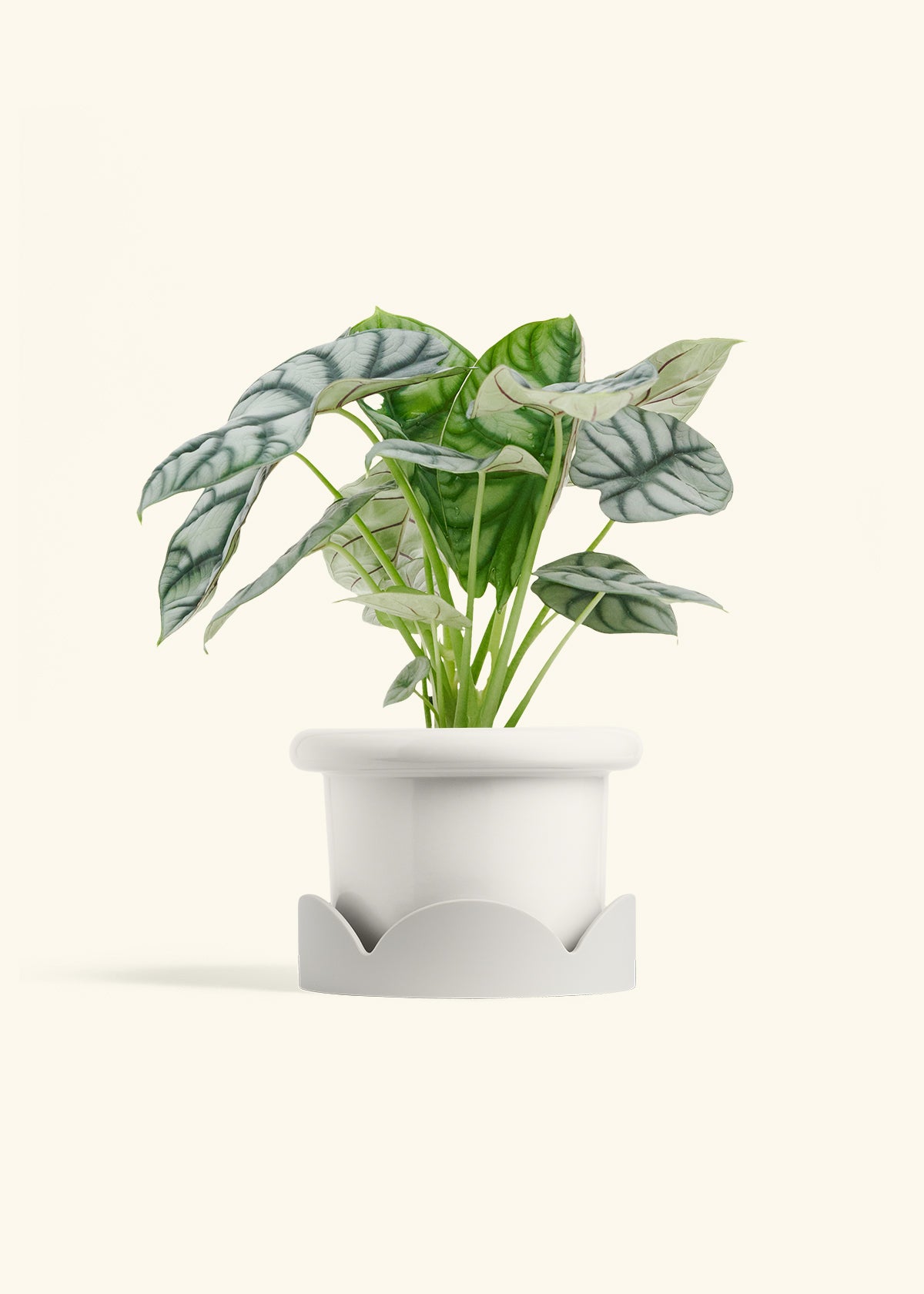 Alocasia Silver Dragon in a 6 inches Fat Lip White Planter in a Oat Petal Drip Tray