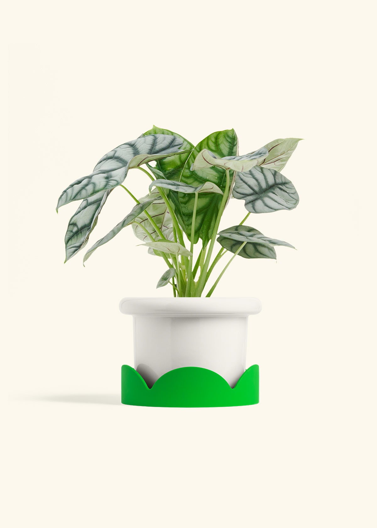 Alocasia Silver Dragon in a 6 inches Fat Lip White Planter in a Shamrock Petal Drip Tray