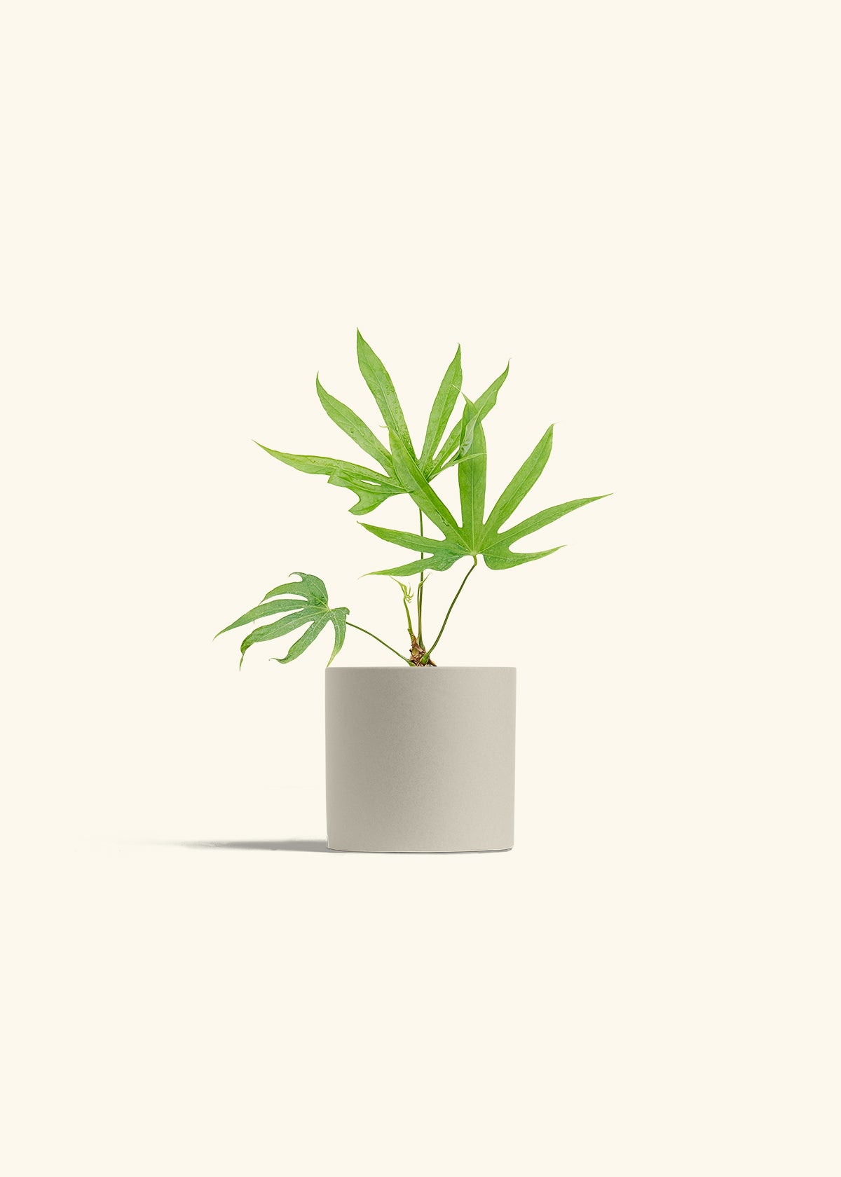 Anthurium Fingers in a 4 inches Oat Classic Cylinder Planter
