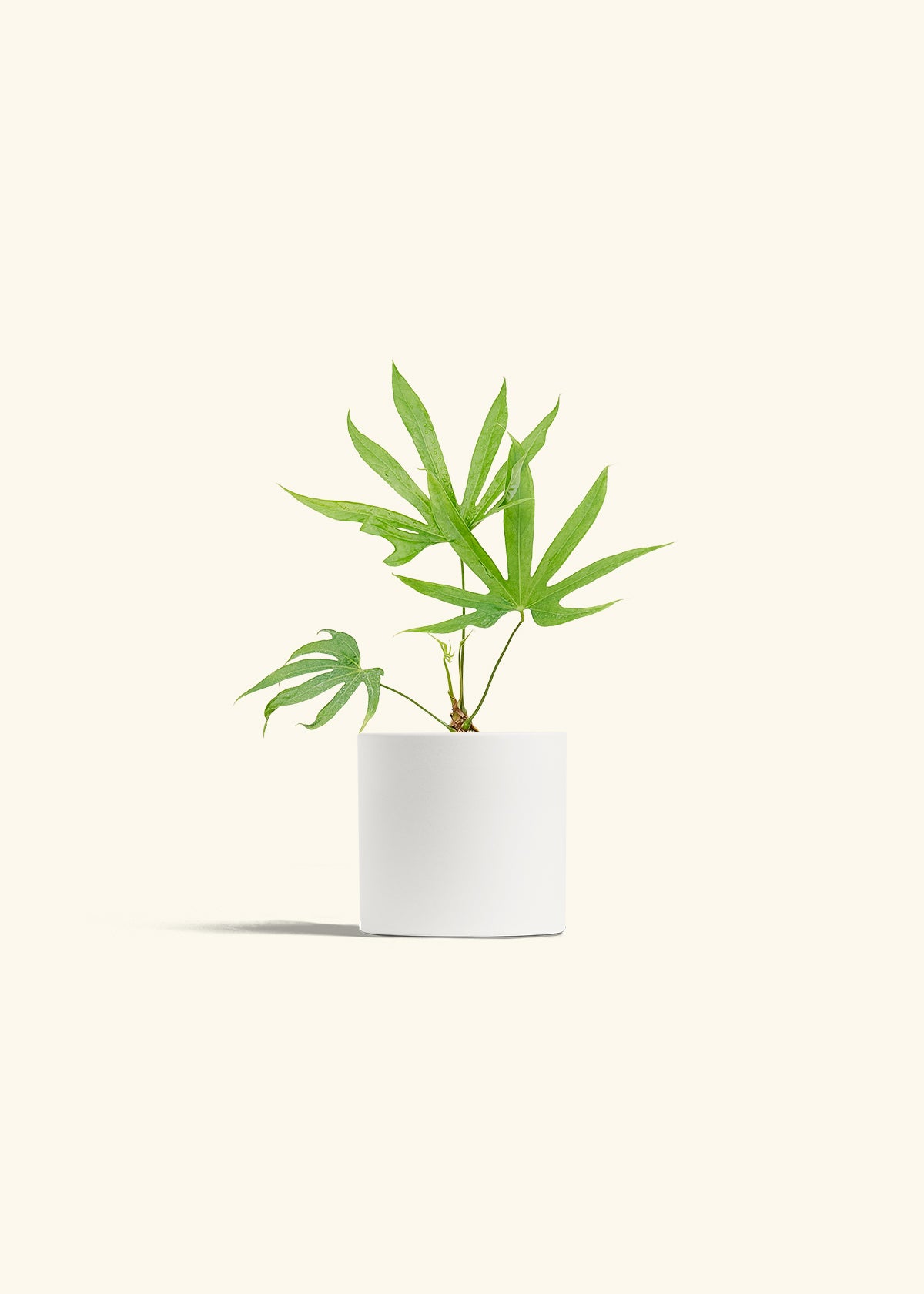 Anthurium Fingers in a 4 inches White Classic Cylinder Planter