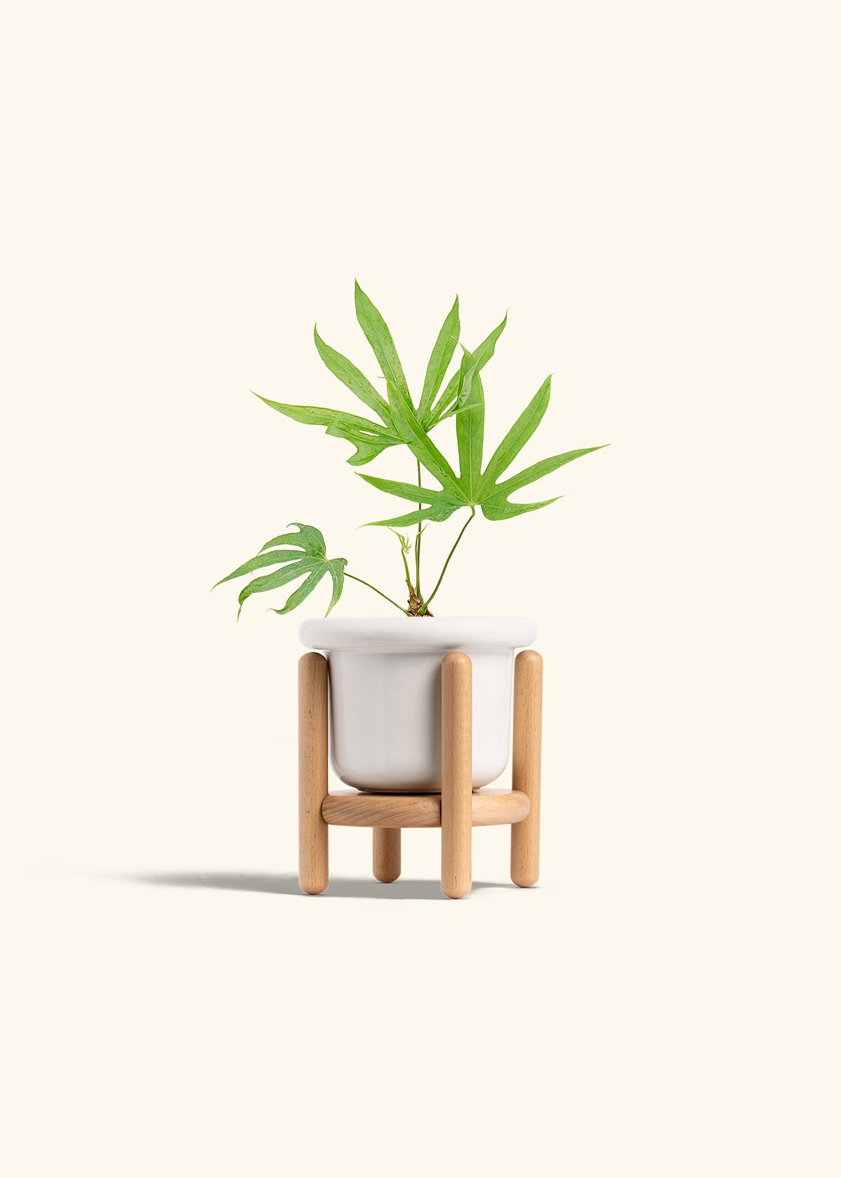 Anthurium Fingers in a 4 inches Fat Lip White Planter in a Beech Wood Stand