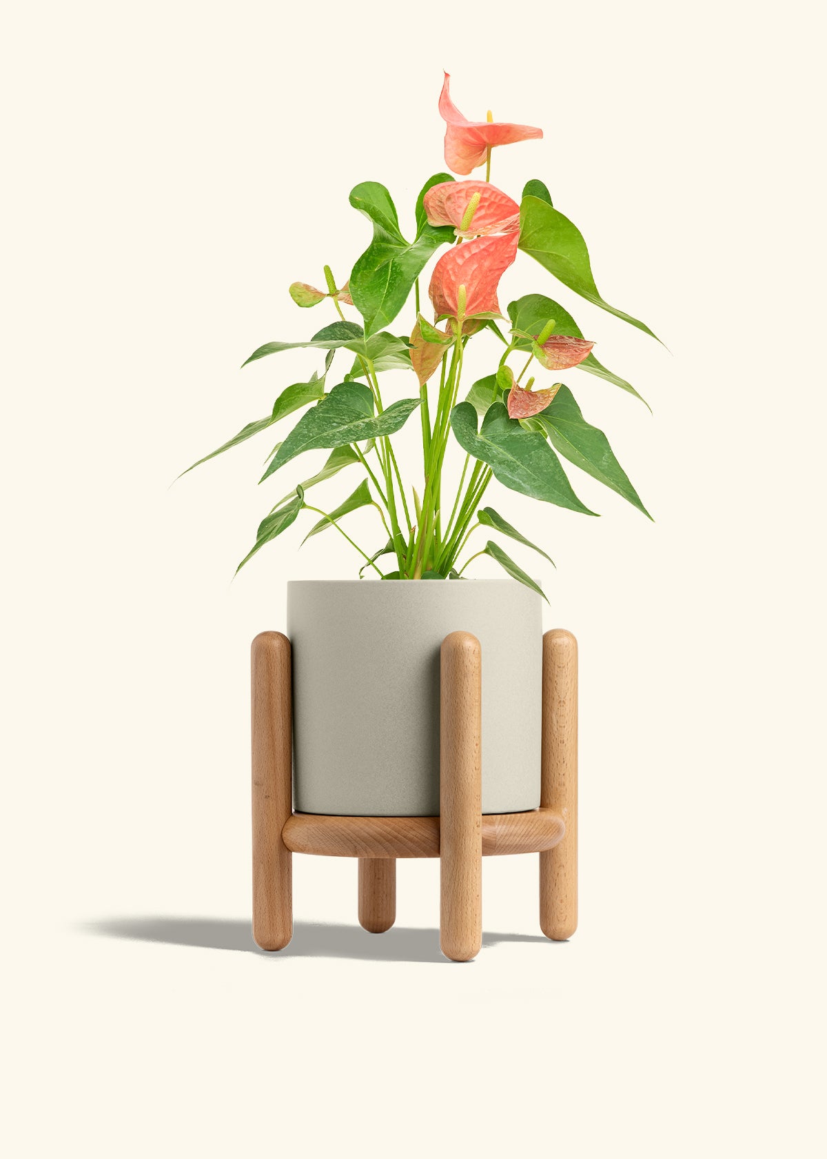 Anthurium Pink Flamingo in a 6 inches Oat Classic Cylinder Planter in a Beech Wood Stand