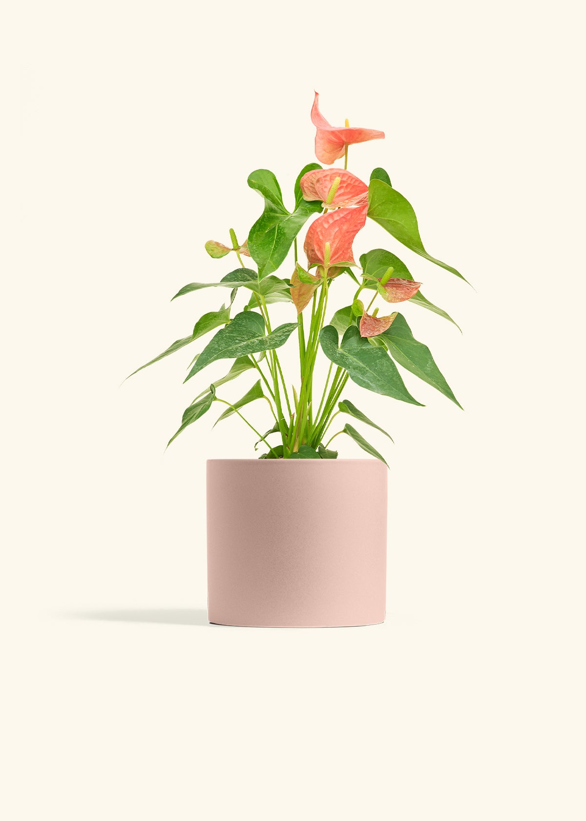 Anthurium Pink Flamingo in a 6 inches Pink Classic Cylinder Planter