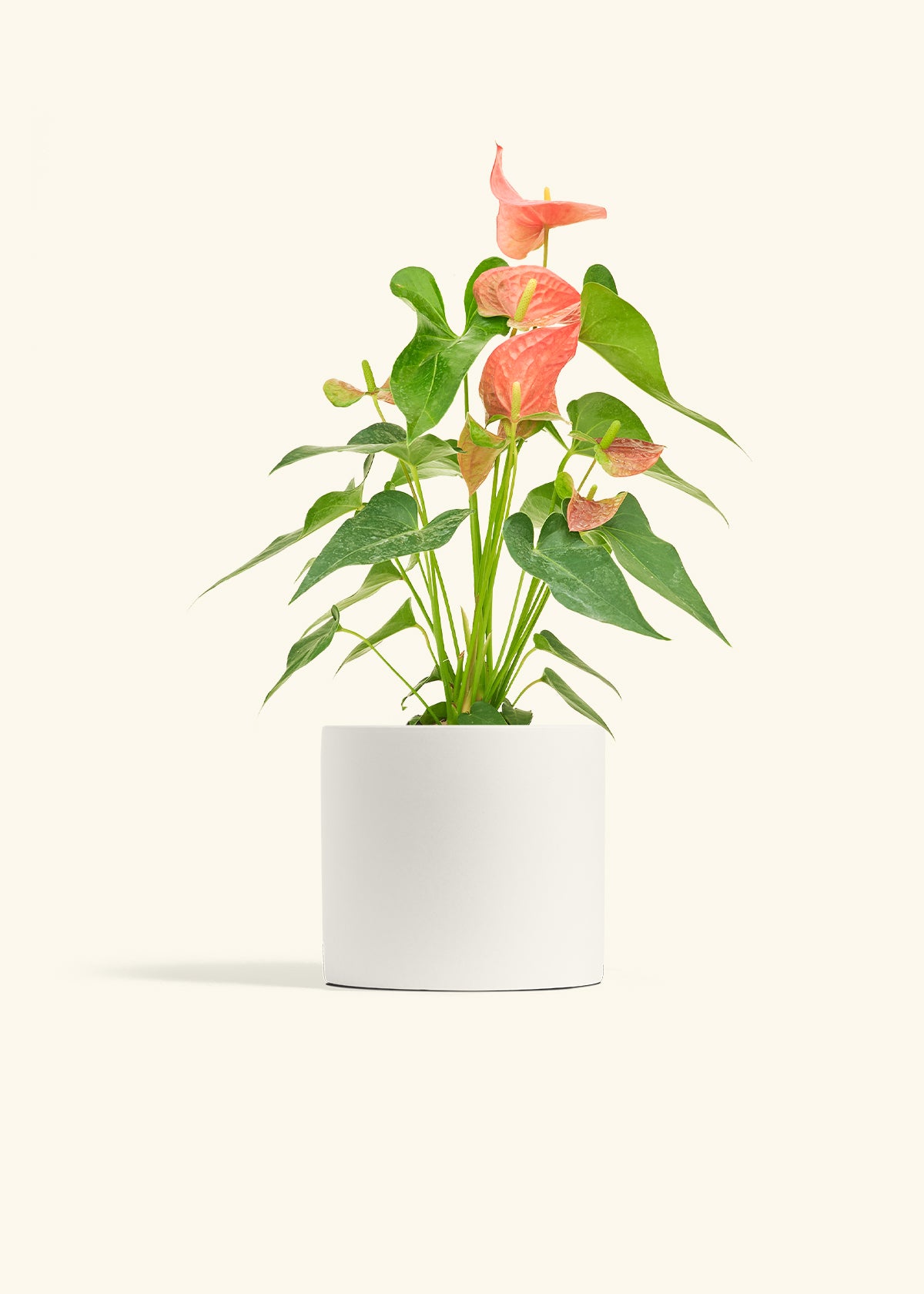 Anthurium Pink Flamingo in a 6 inches White Classic Cylinder Planter