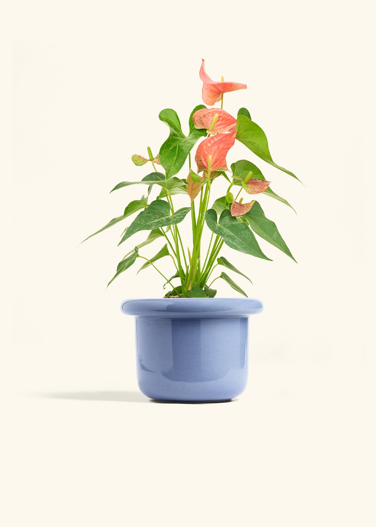 Anthurium Pink Flamingo in a 6 inches Fat Lip Blue Planter