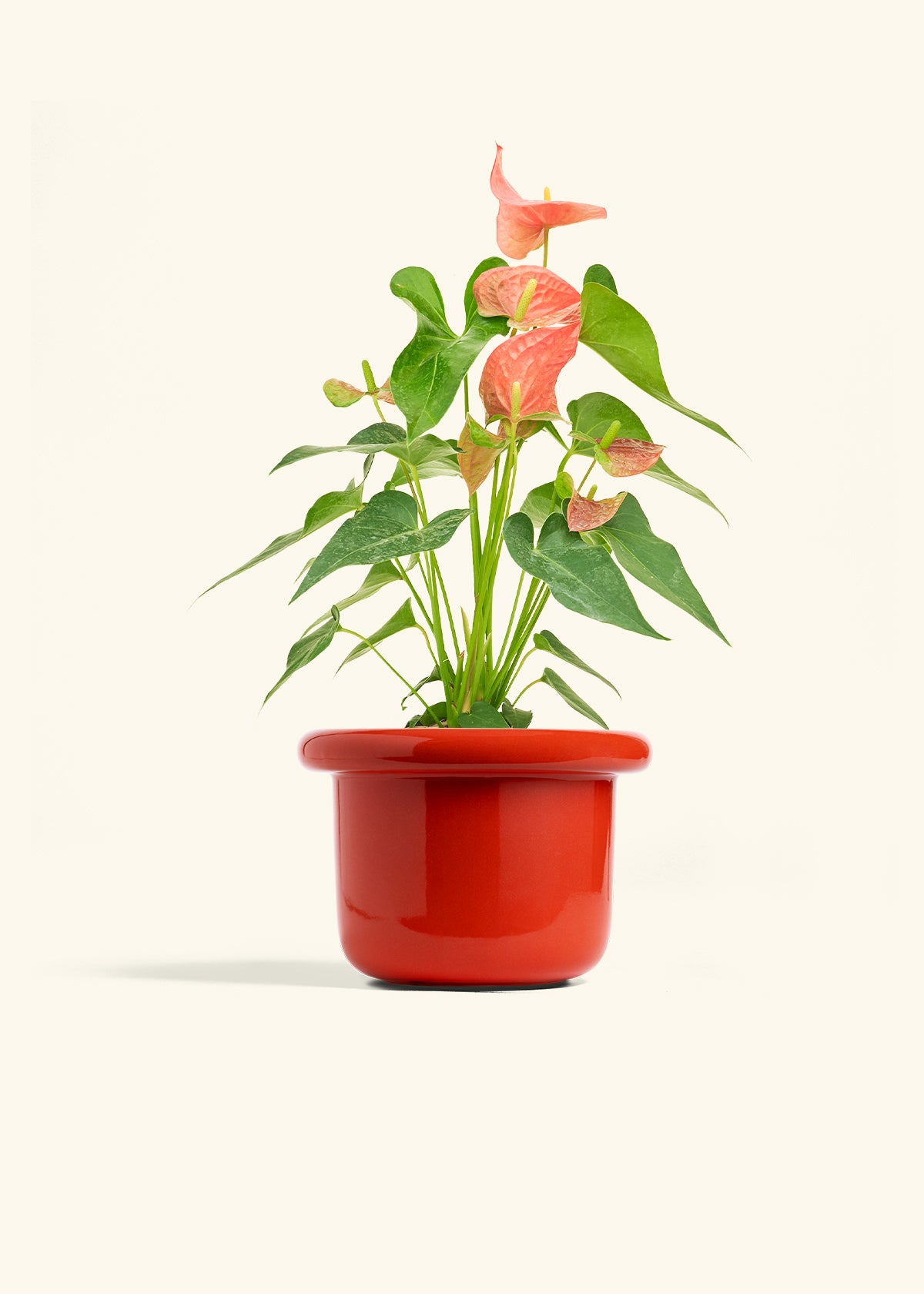 Anthurium Pink Flamingo in a 6 inches Fat Lip Red Planter