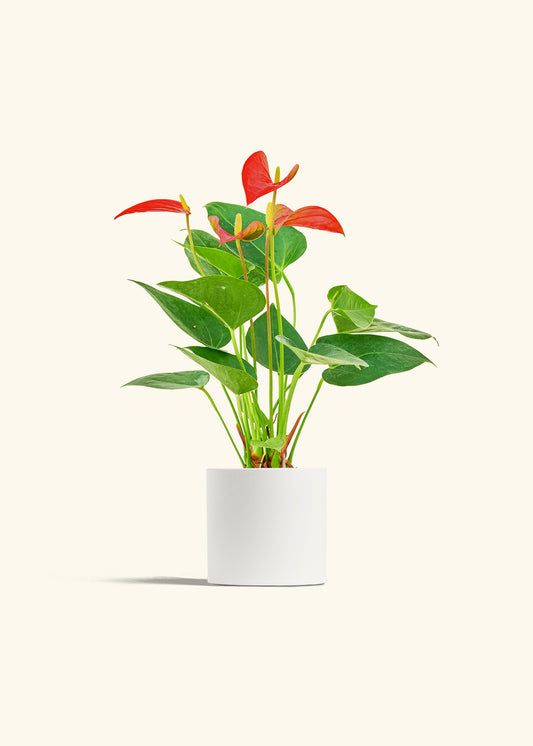 Anthurium Red Flamingo in a 4 inches White Classic Cylinder Planter