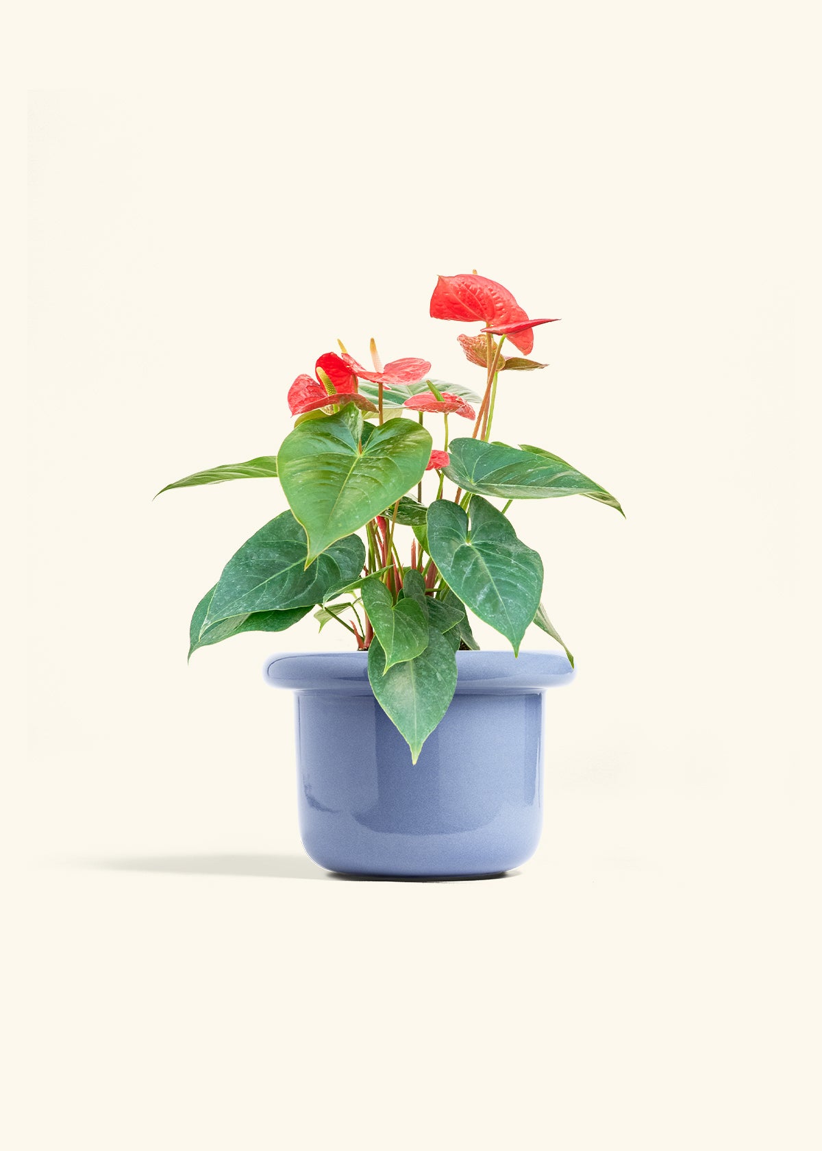 Anthurium Red Flamingo in a 6 inches Fat Lip Blue Planter