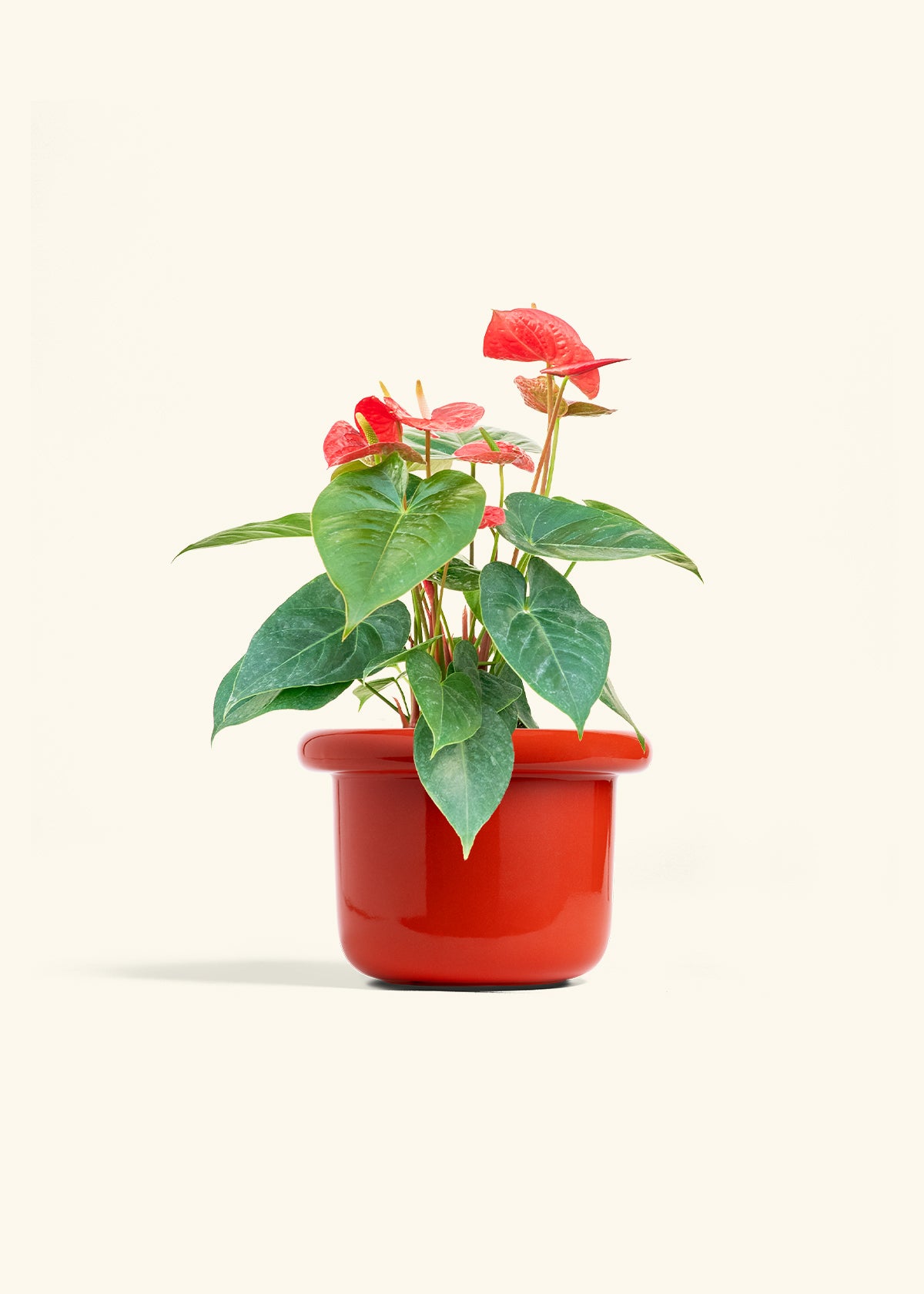 Anthurium Red Flamingo in a 6 inches Fat Lip Red Planter