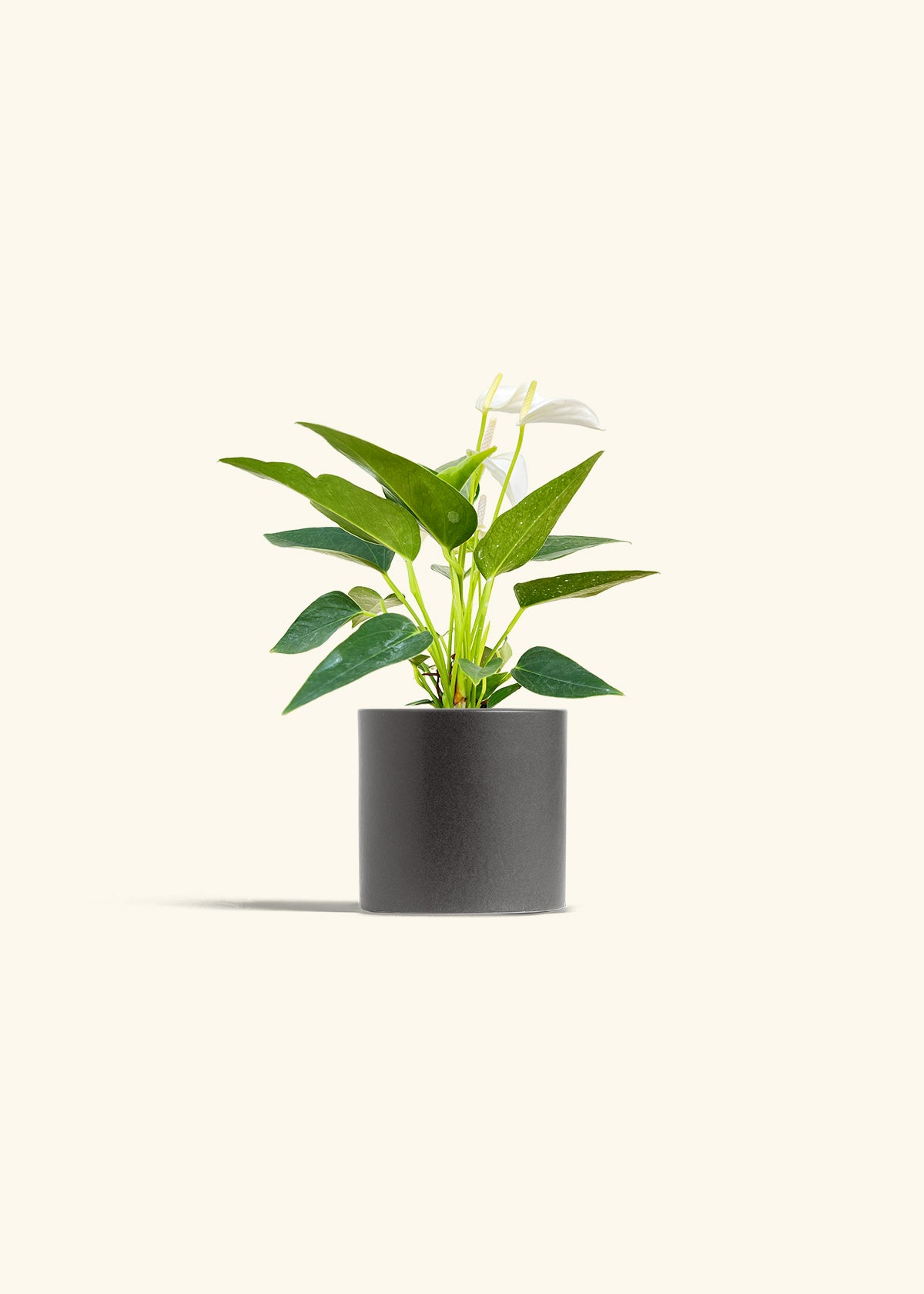 Anthurium White Flamingo in a 4 inches Charcoal Classic Cylinder Planter