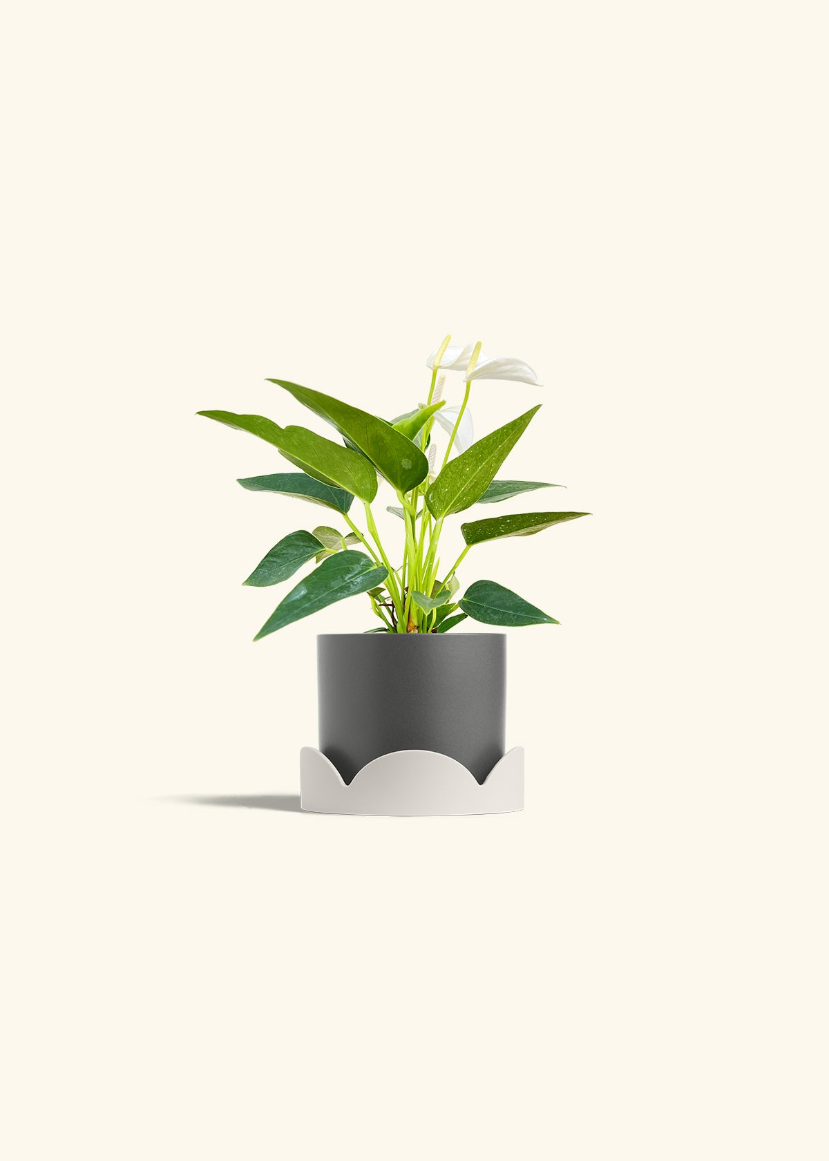Anthurium White Flamingo in a 4 inches Charcoal Classic Cylinder Planter in a Oat Petal Drip Tray