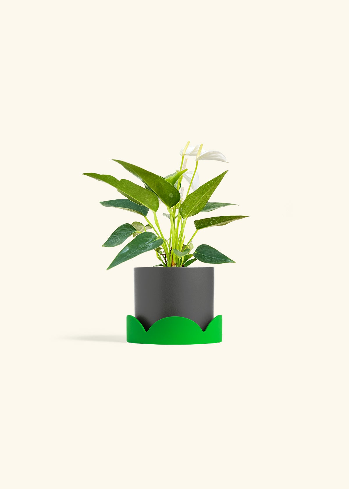 Anthurium White Flamingo in a 4 inches Charcoal Classic Cylinder Planter in a Shamrock Petal Drip Tray