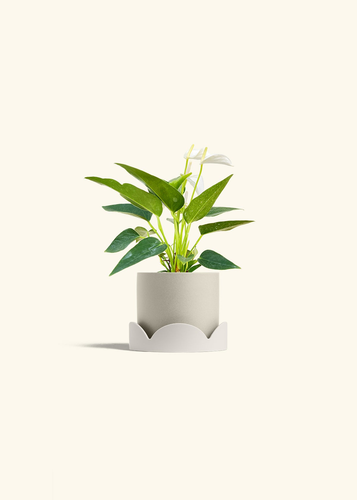 Anthurium White Flamingo in a 4 inches Oat Classic Cylinder Planter in a Oat Petal Drip Tray