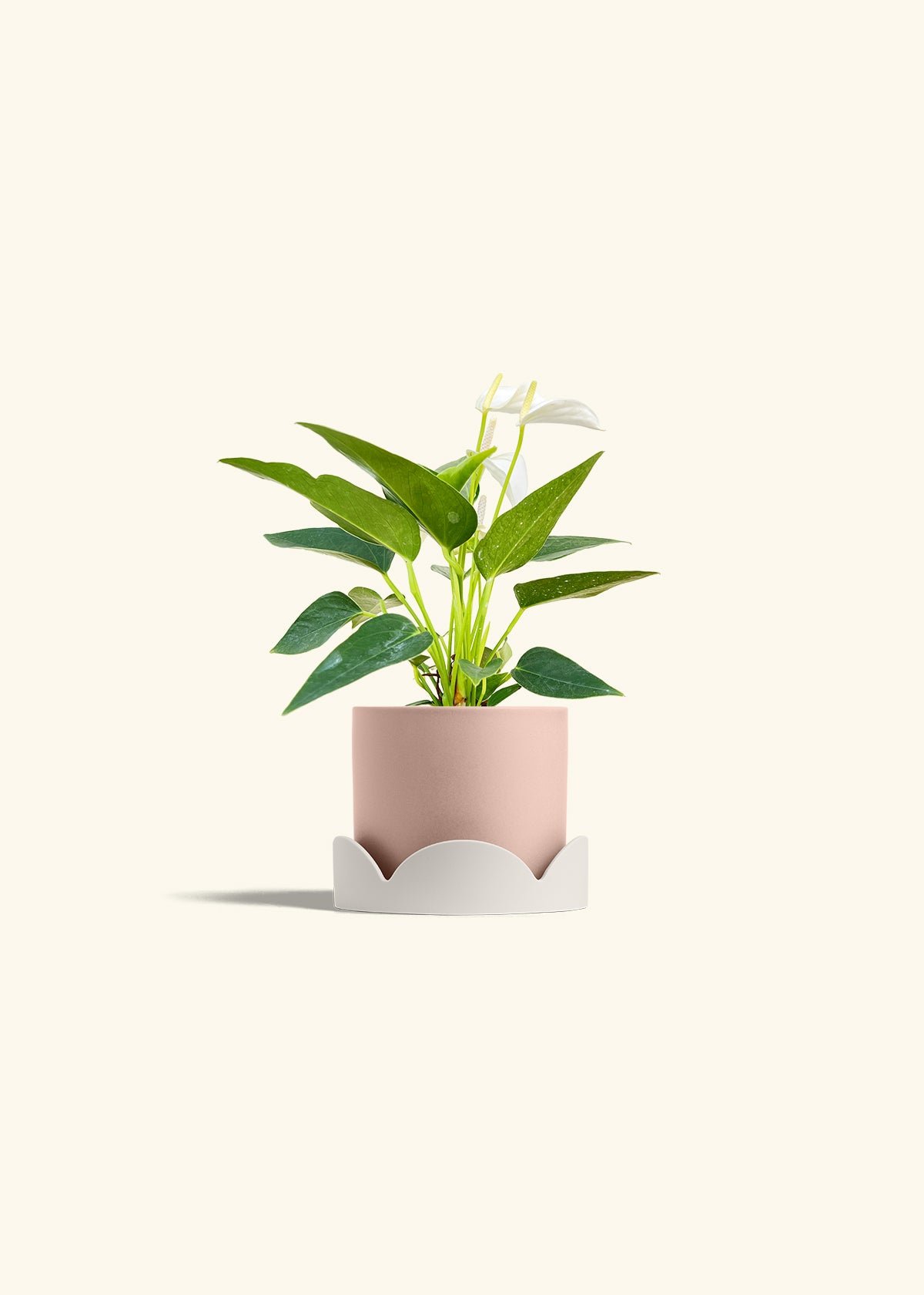 Anthurium White Flamingo in a 4 inches Pink Classic Cylinder Planter in a Oat Petal Drip Tray