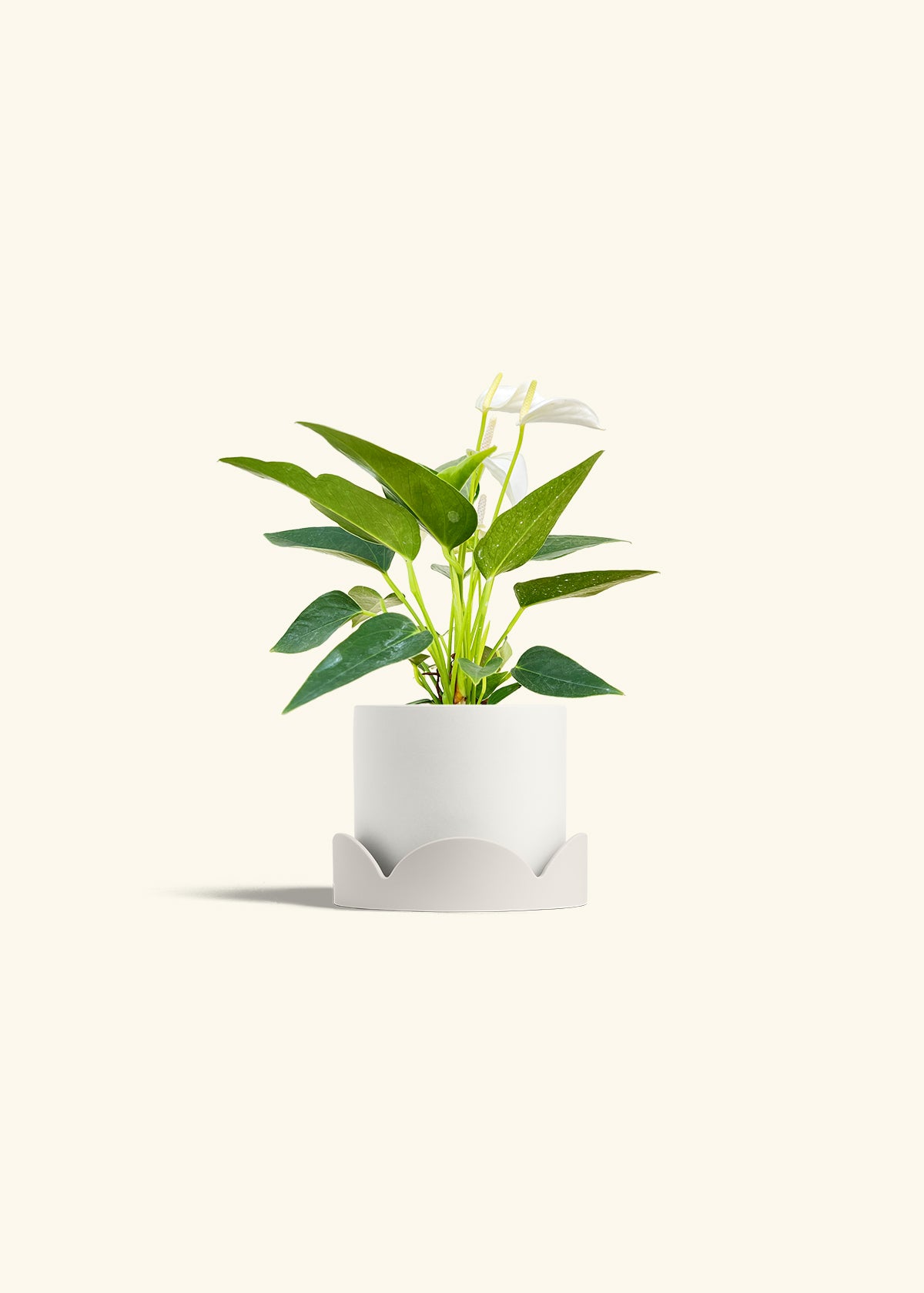 Anthurium White Flamingo in a 4 inches White Classic Cylinder Planter in a Oat Petal Drip Tray