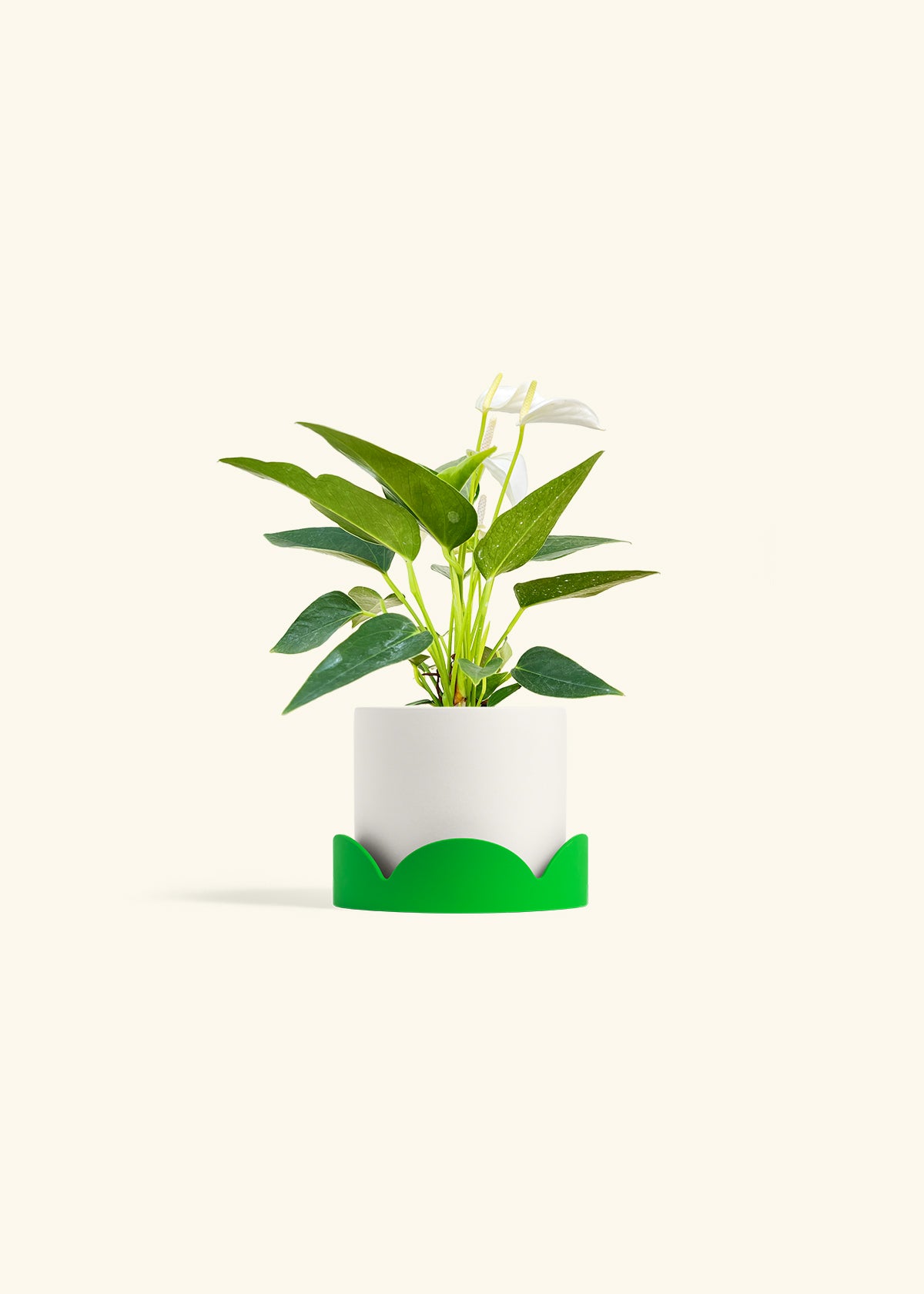 Anthurium White Flamingo in a 4 inches White Classic Cylinder Planter in a Shamrock Petal Drip Tray