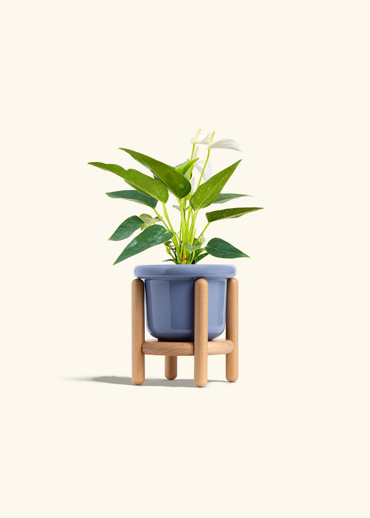 Anthurium White Flamingo in a 4 inches Fat Lip Blue Planter in a Beech Wood Stand