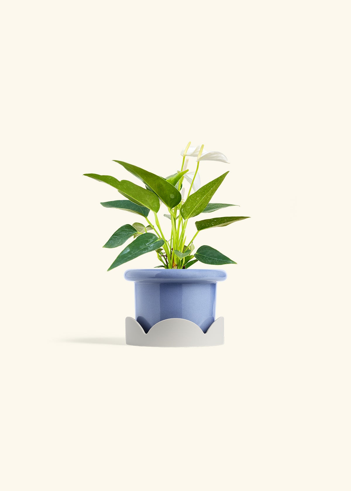 Anthurium White Flamingo in a 4 inches Fat Lip Blue Planter in a Oat Petal Drip Tray