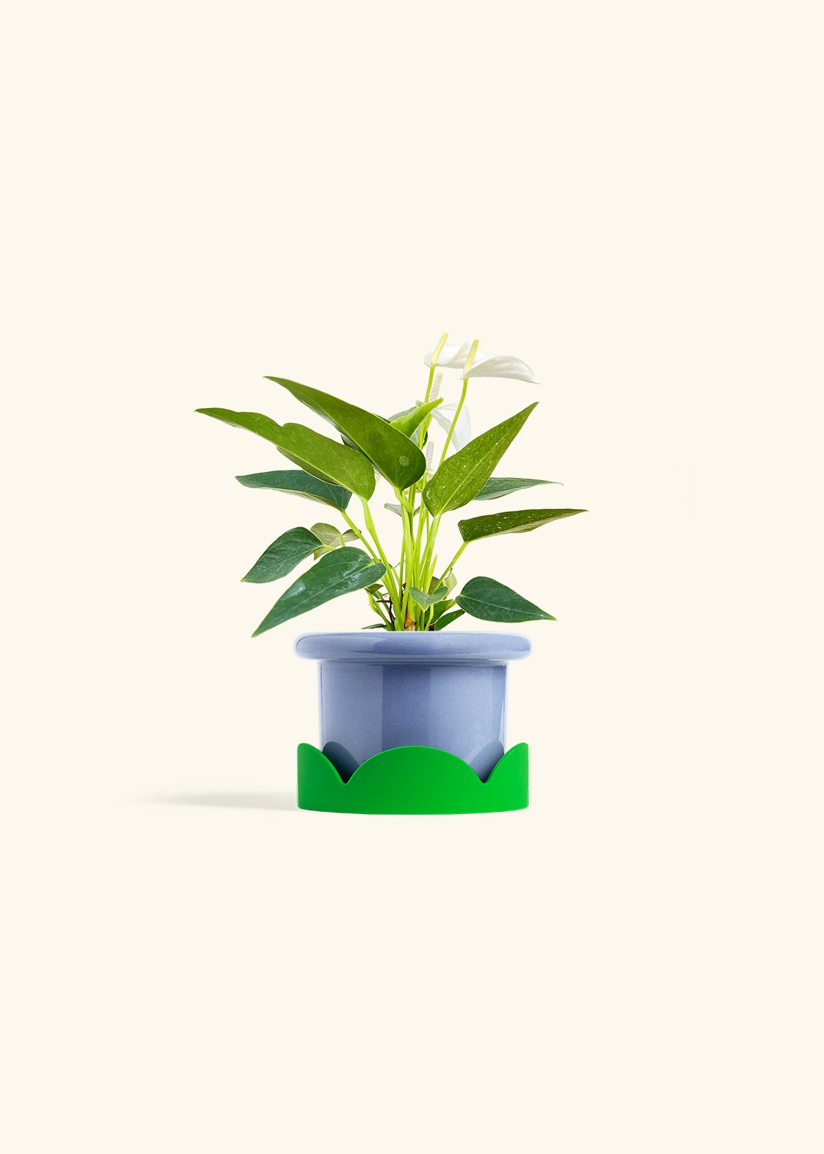 Anthurium White Flamingo in a 4 inches Fat Lip Blue Planter in a Shamrock Petal Drip Tray