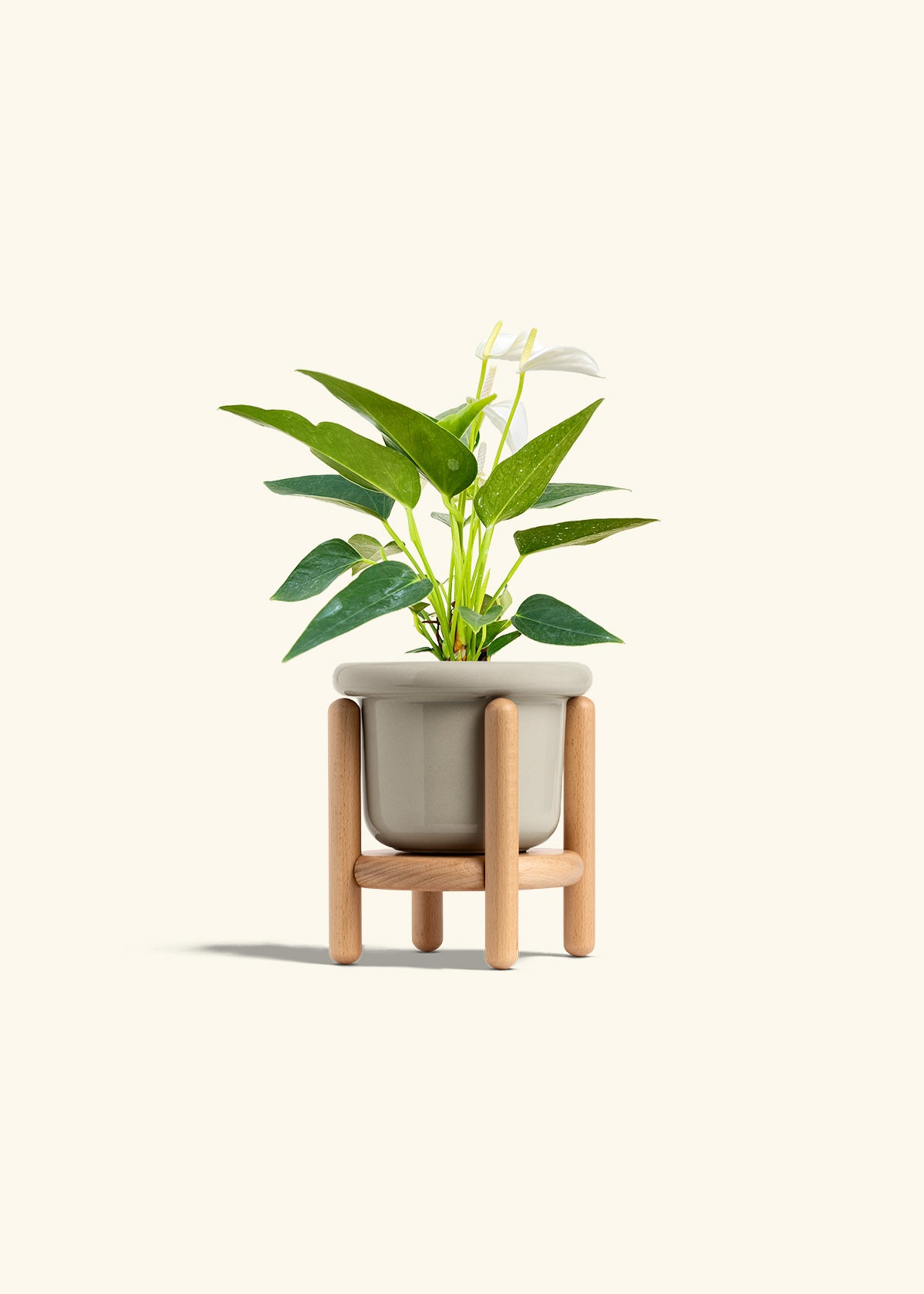 Anthurium White Flamingo in a 4 inches Fat Lip Oat Planter in a Beech Wood Stand